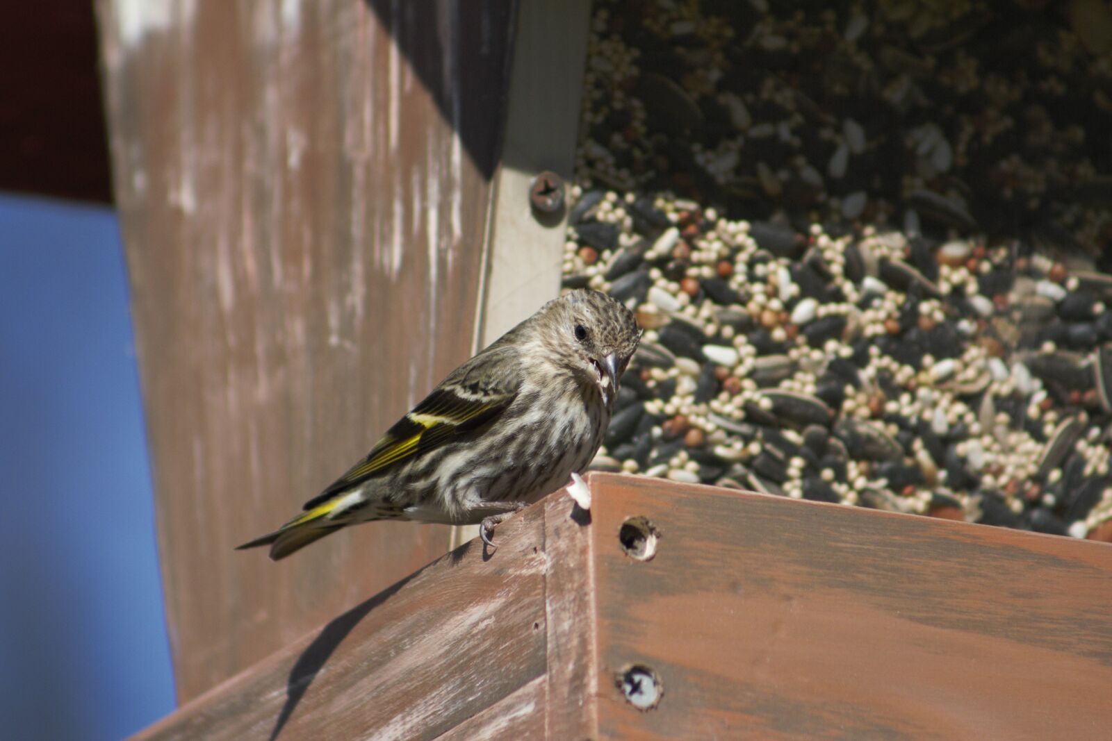 Canon EOS 550D (EOS Rebel T2i / EOS Kiss X4) sample photo. Nature, bird, outdoors photography