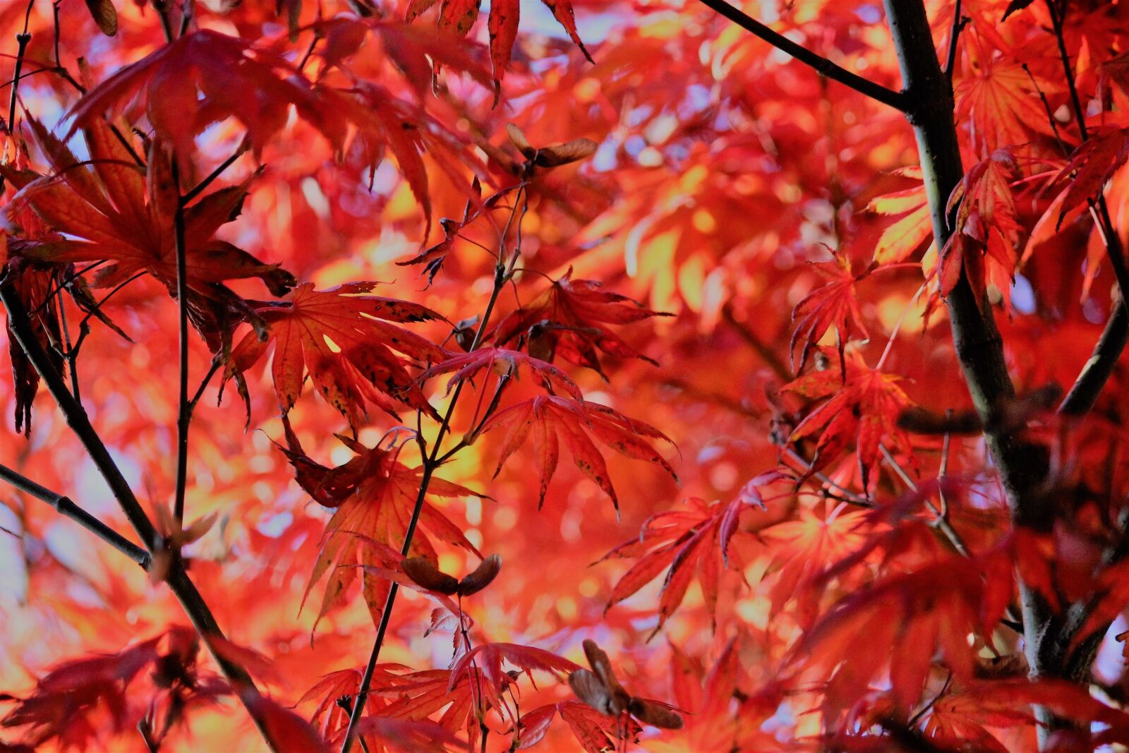 Canon EOS 600D (Rebel EOS T3i / EOS Kiss X5) sample photo. Autumn, maple, leaves photography