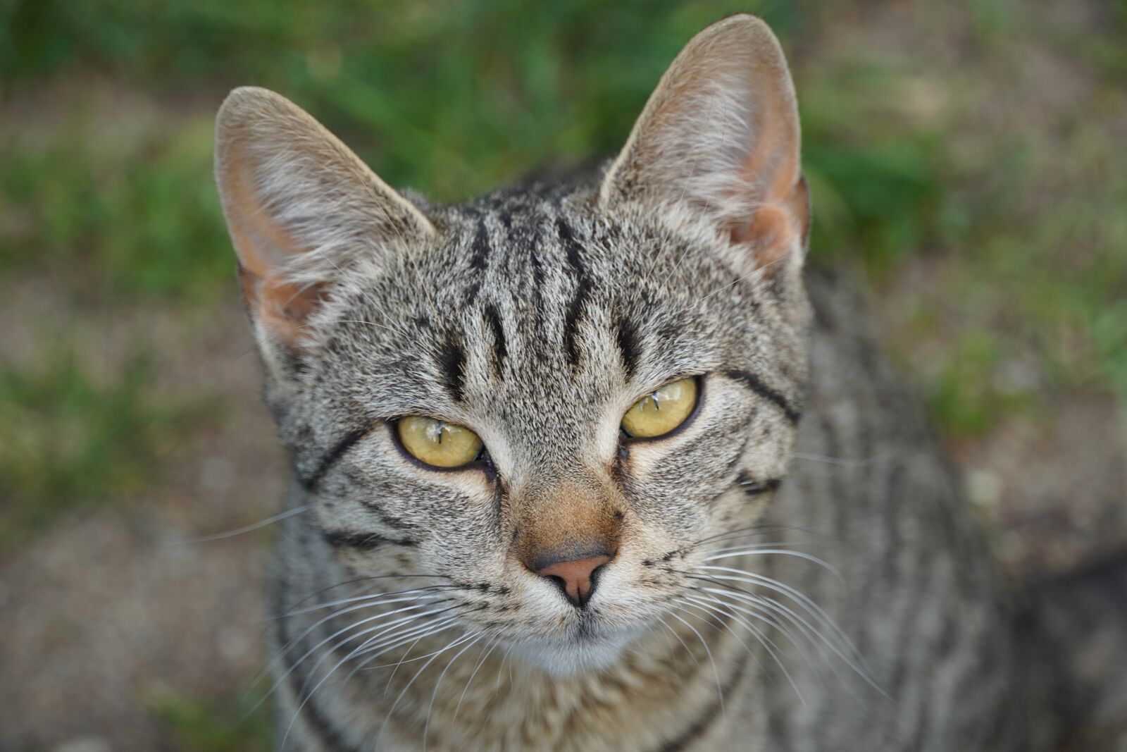 Sony a6400 sample photo. Cat, pet, adorable photography