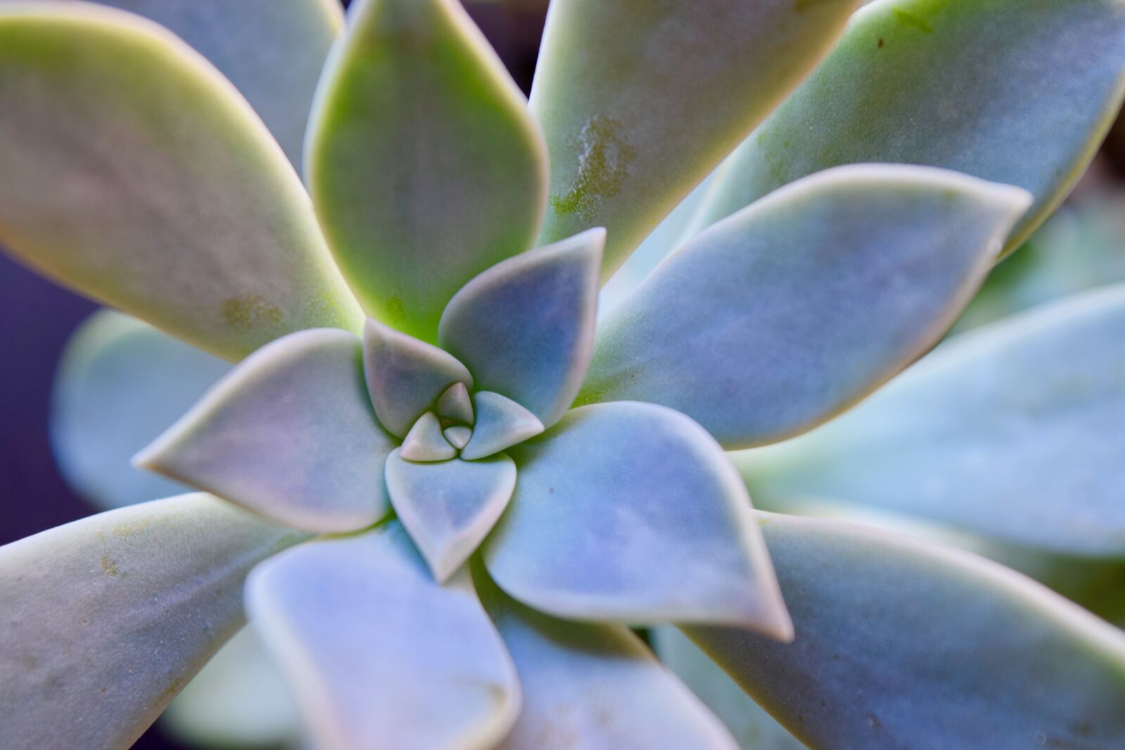 Nikon D3300 sample photo. Succulent, flower, nature photography