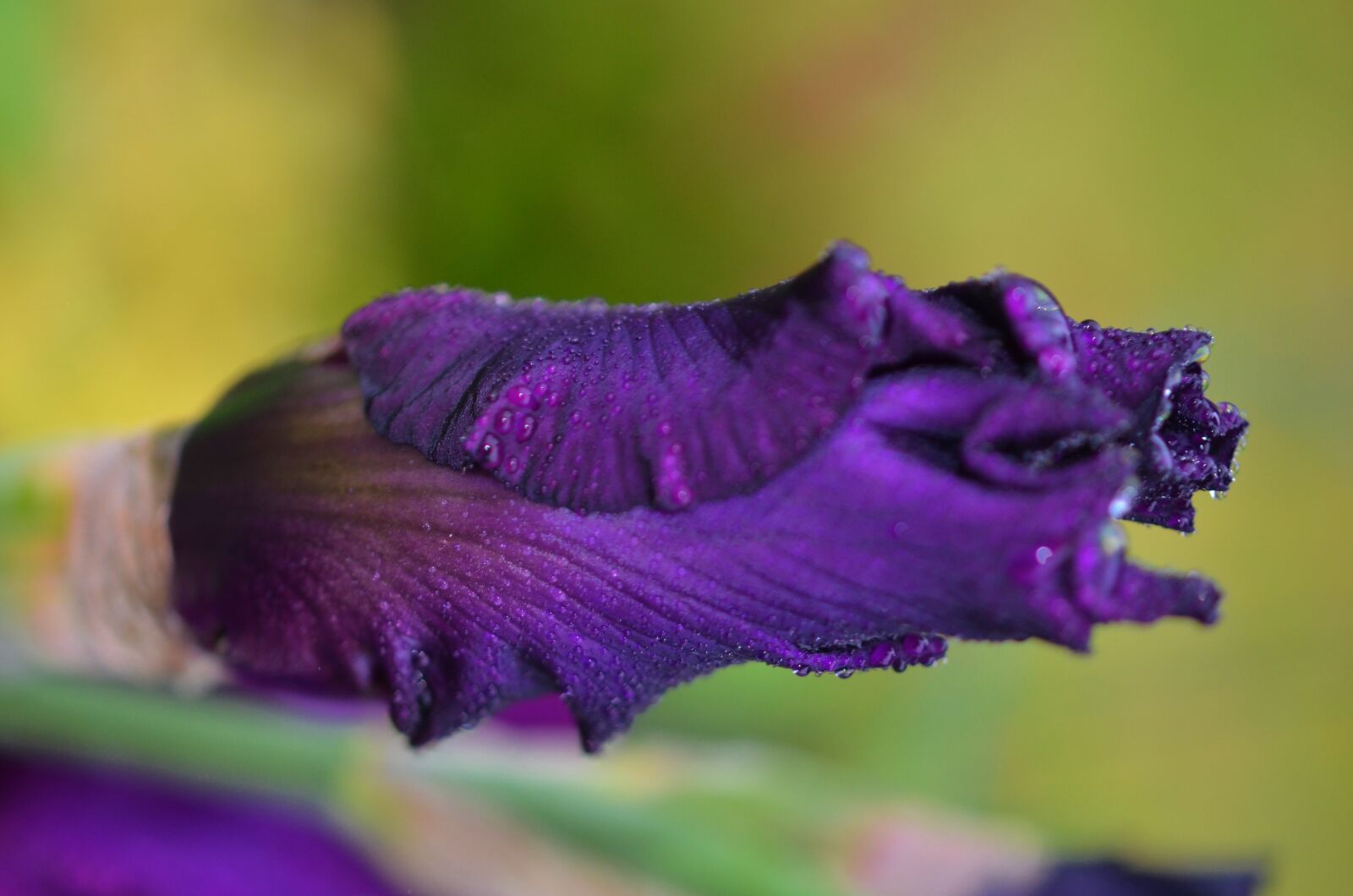 Nikon D7000 sample photo. Flower, violet, nature photography