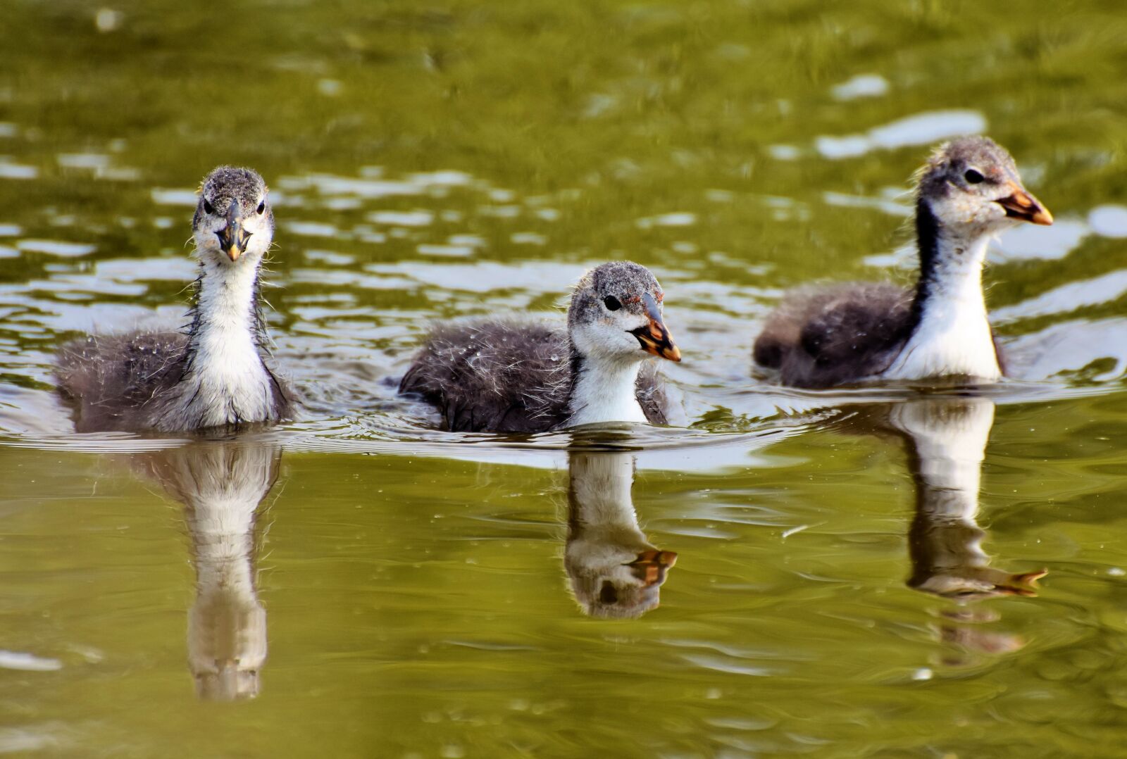 Nikon D7200 sample photo. Coot, duck, chicks photography