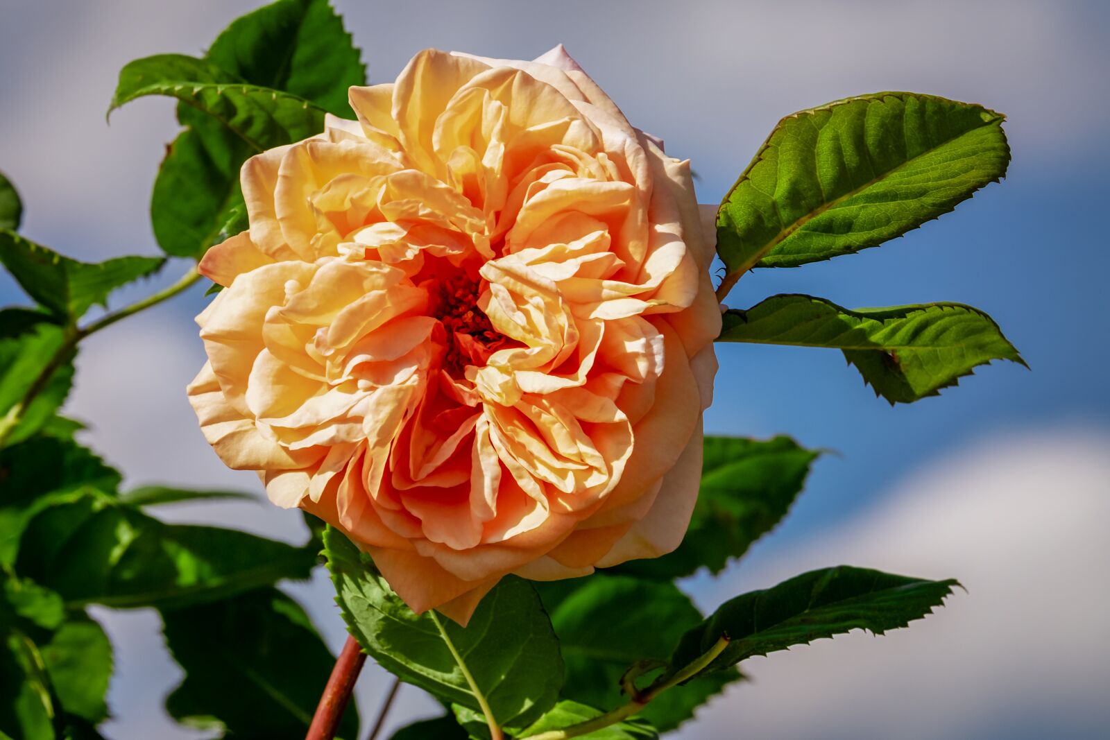 Fujifilm XF 55-200mm F3.5-4.8 R LM OIS sample photo. Rose, blossom, bloom photography