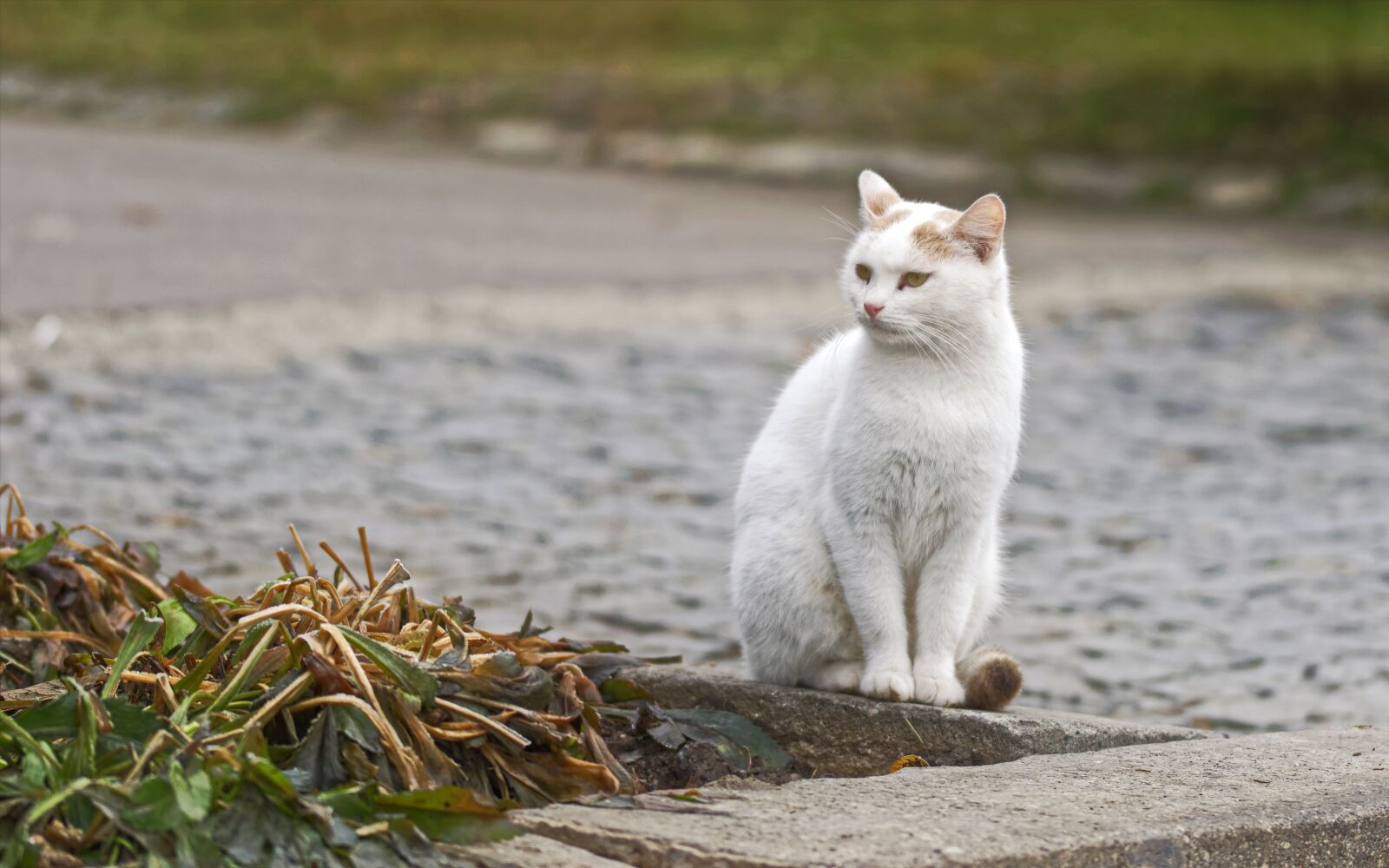 Nikon D5300 sample photo. Cat, fur, white photography