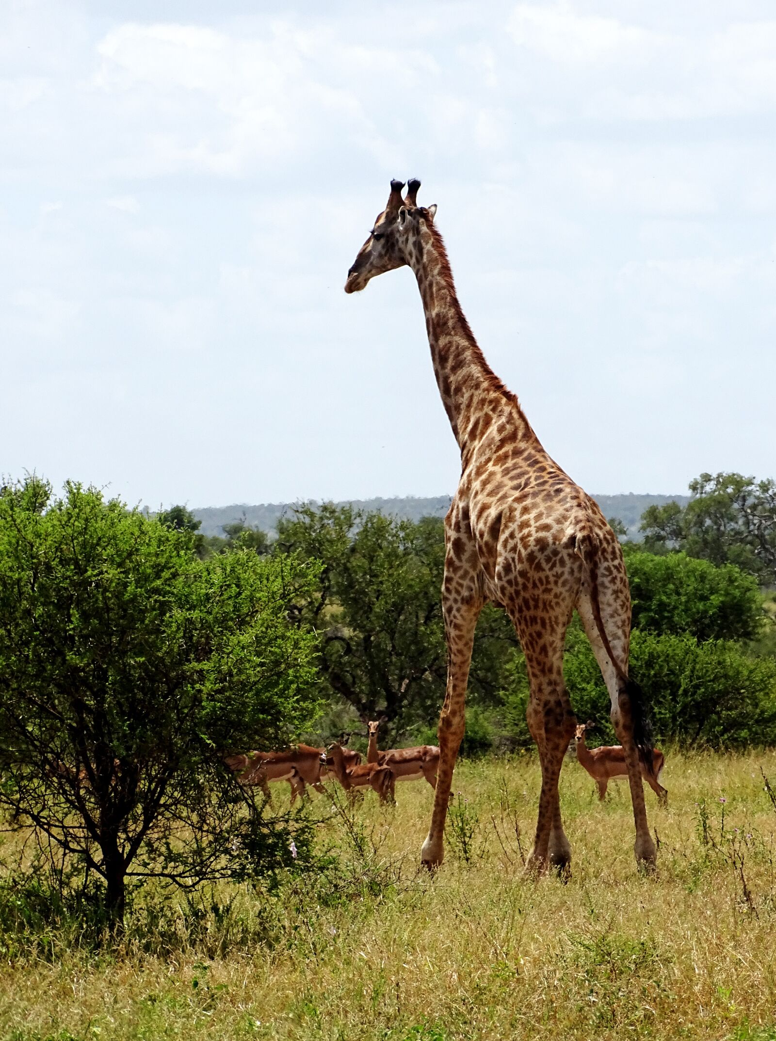 Sony Cyber-shot DSC-HX400V sample photo. Giraffe, safari, africa photography