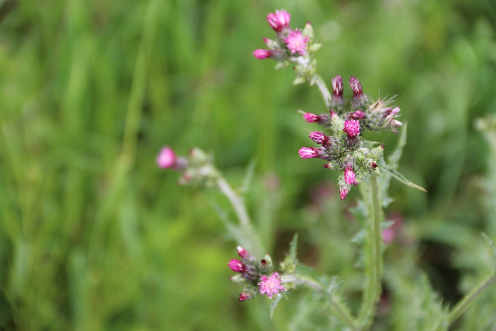 Canon EF-S 18-135mm F3.5-5.6 IS sample photo. Pink, purple, flower photography