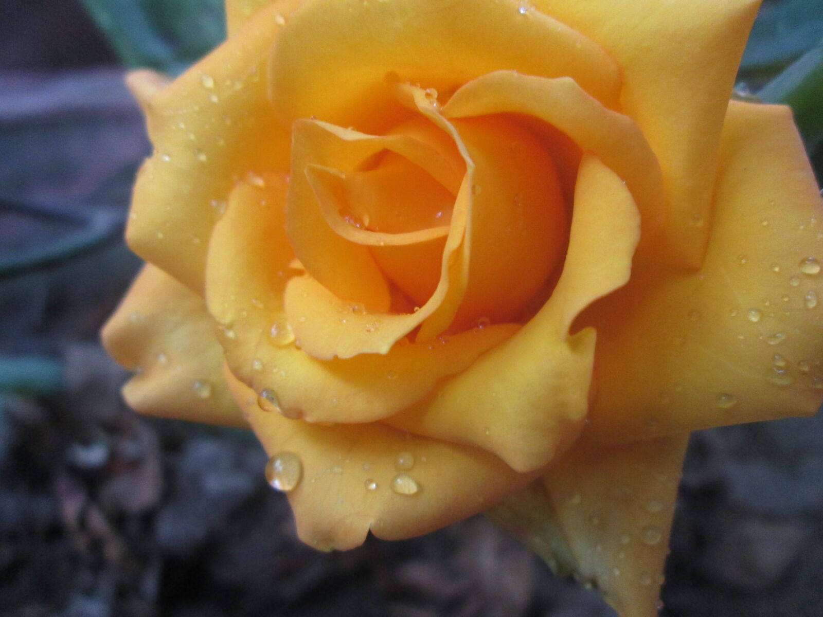 Canon PowerShot A2500 sample photo. Beautiful, flower, rose, yellow photography