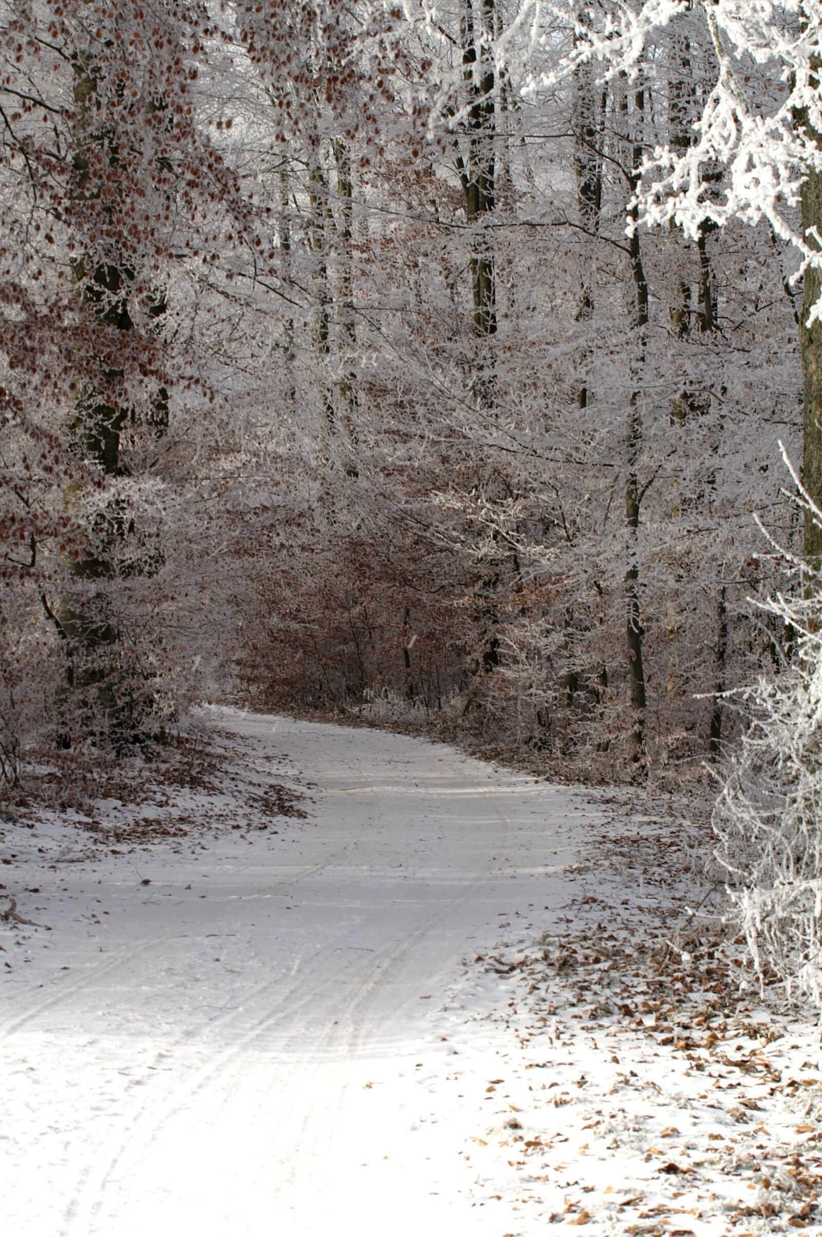 KONICA MINOLTA DYNAX 7D sample photo. Winter, wintry, a snowy photography