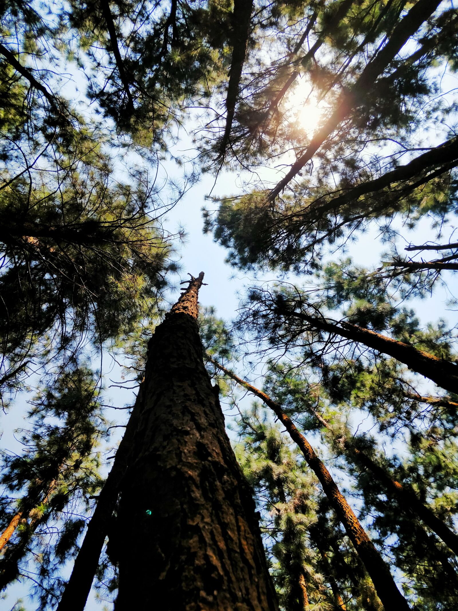 OnePlus 5 sample photo. Tree, wood, nature photography
