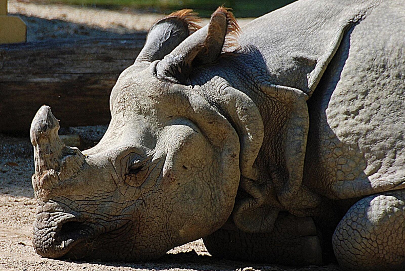 Nikon D80 sample photo. Rhino, closeup, pachyderm photography