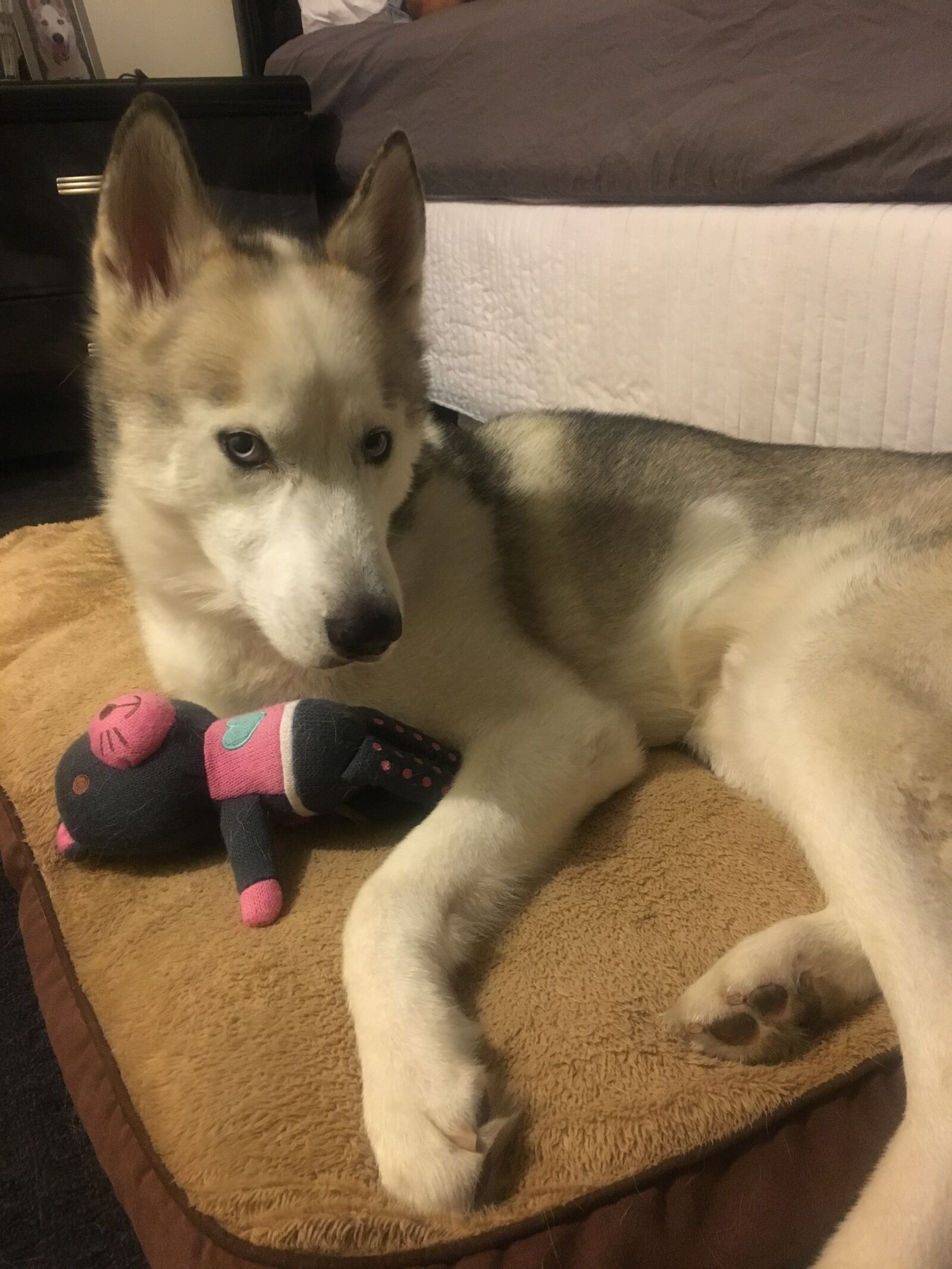 Apple iPhone 6s sample photo. Dog, husky, wolf photography