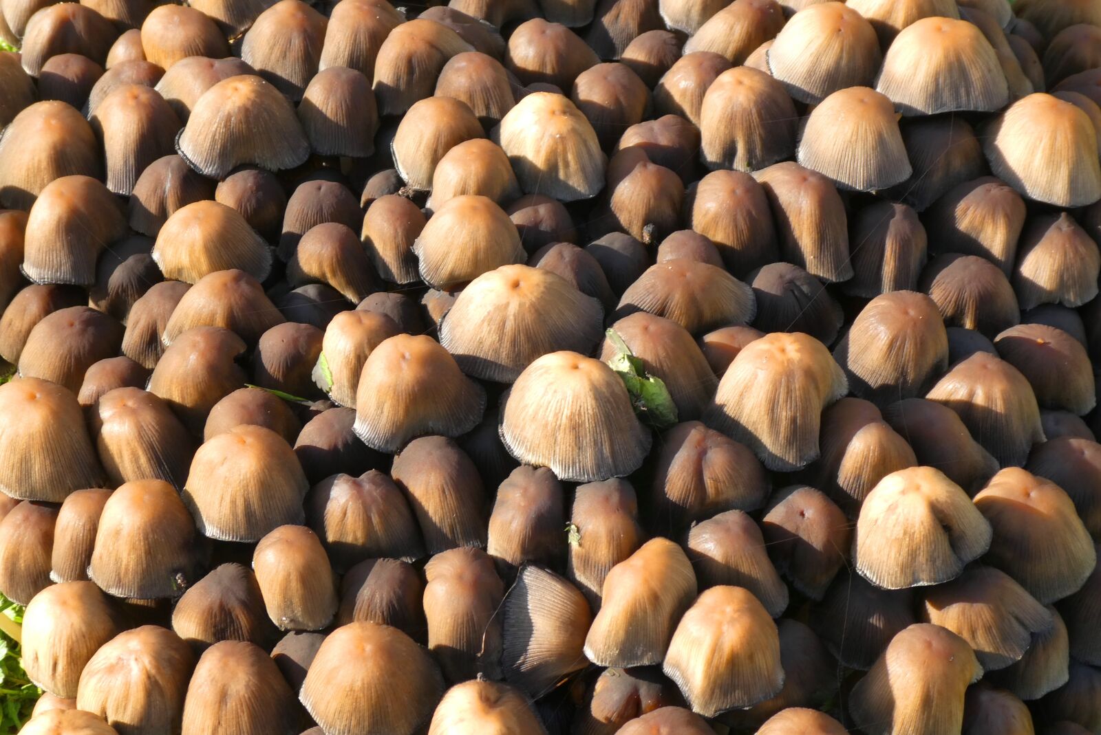 Panasonic Lumix DC-ZS70 (Lumix DC-TZ90) sample photo. Mushrooms, background, nature photography