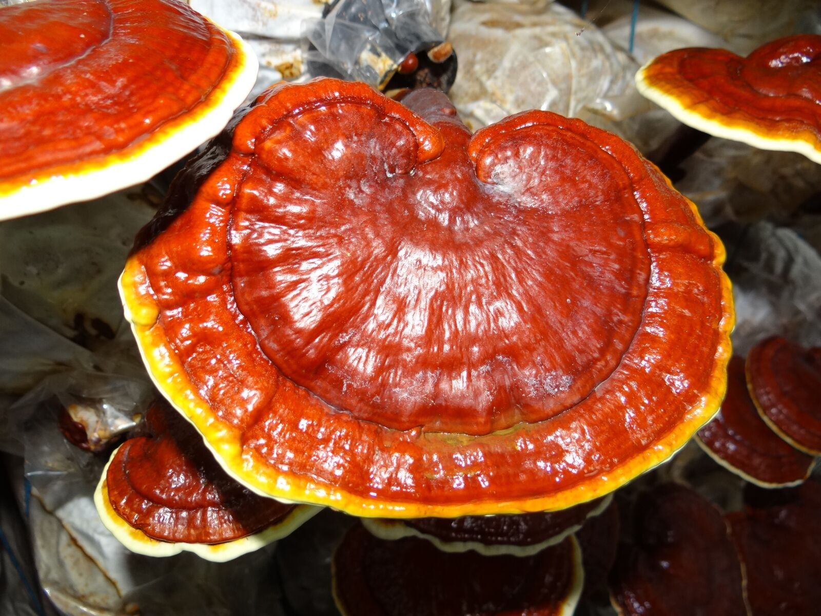 Sony DSC-HX200V sample photo. Ganoderma, medicinal mushrooms, lingzhi photography