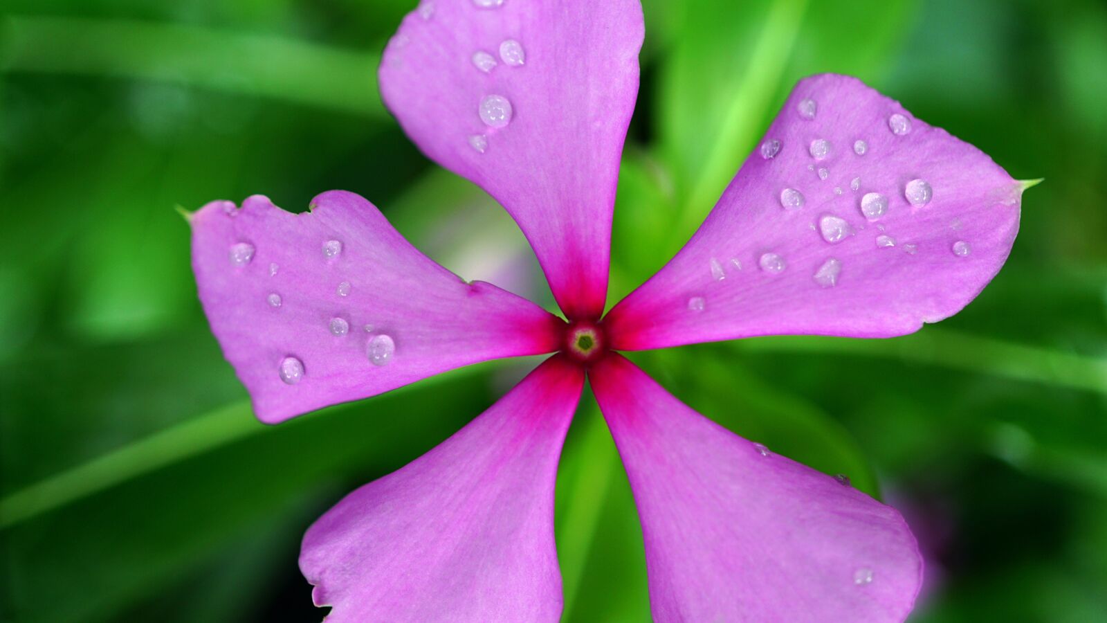 Sony E 30mm F3.5 Macro sample photo. Blossom, botanical, colourful photography