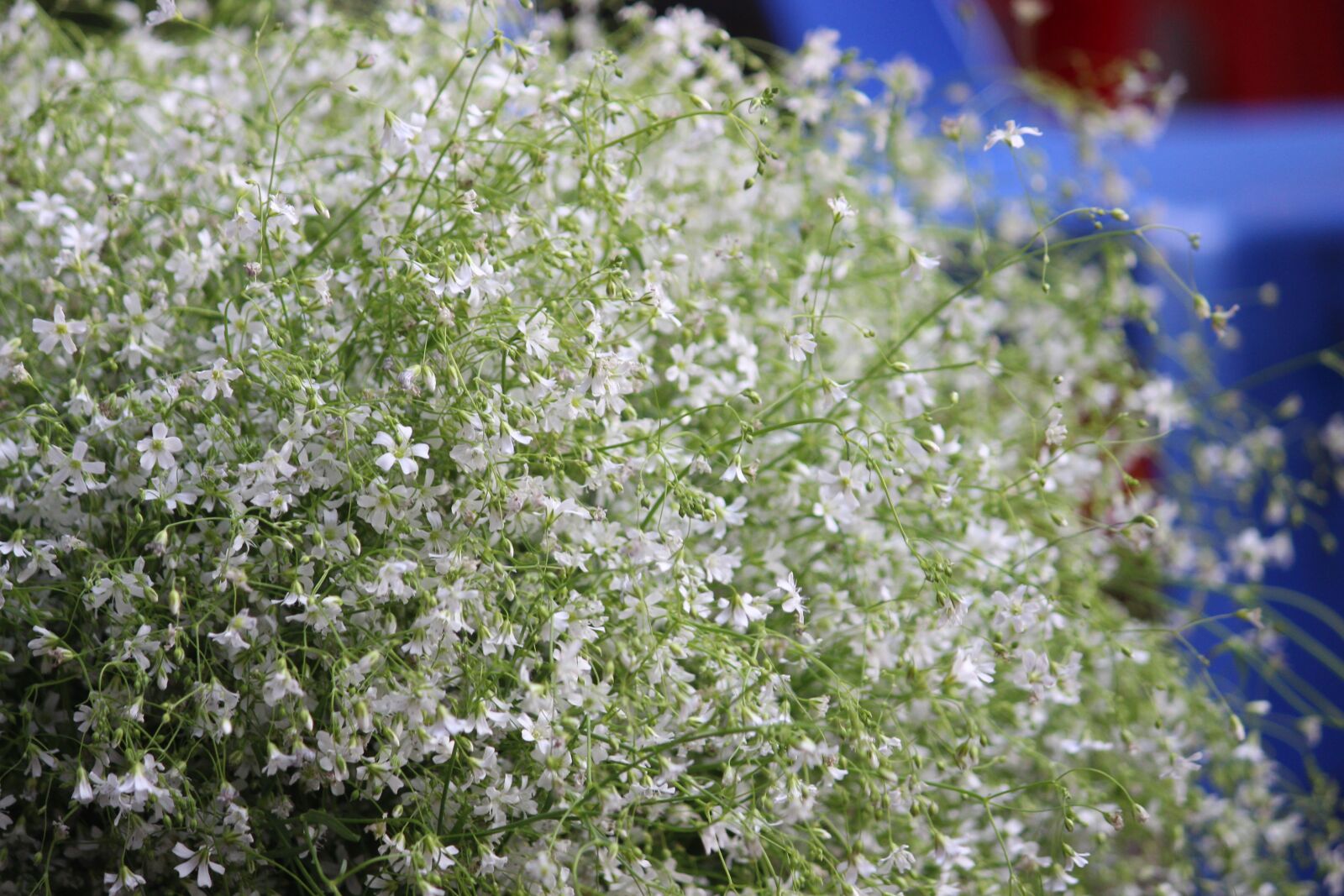 Canon EOS 700D (EOS Rebel T5i / EOS Kiss X7i) sample photo. Season, flower, flora photography