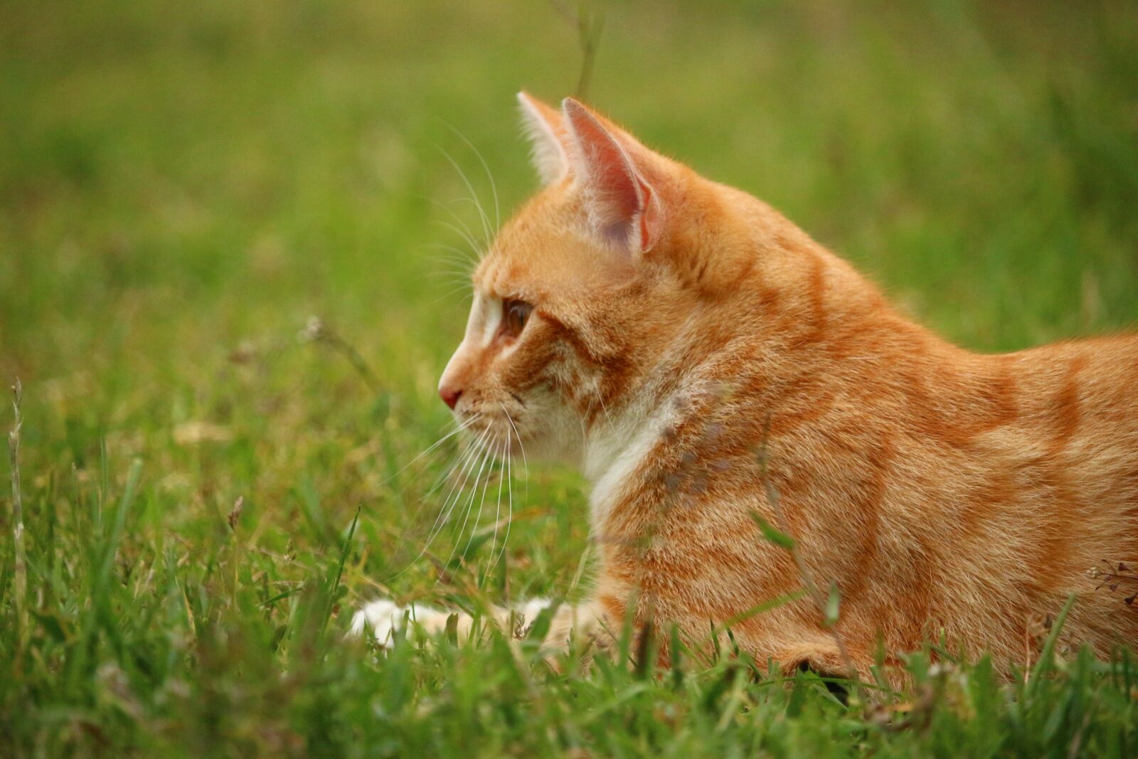 Canon EOS 100D (EOS Rebel SL1 / EOS Kiss X7) sample photo. Cat, kitten, mieze photography