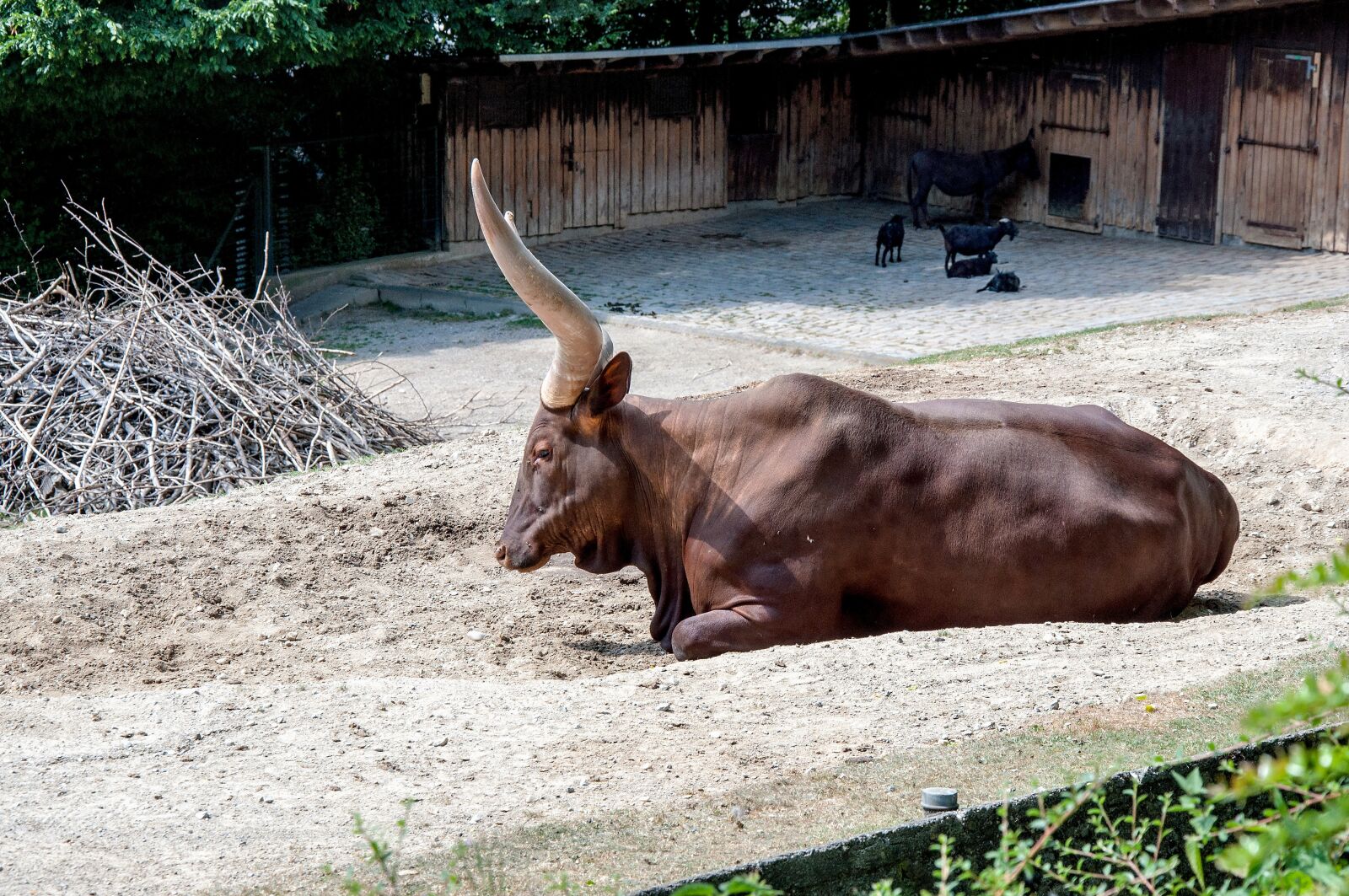 Nikon D5000 sample photo. Nature, animal, zoo photography