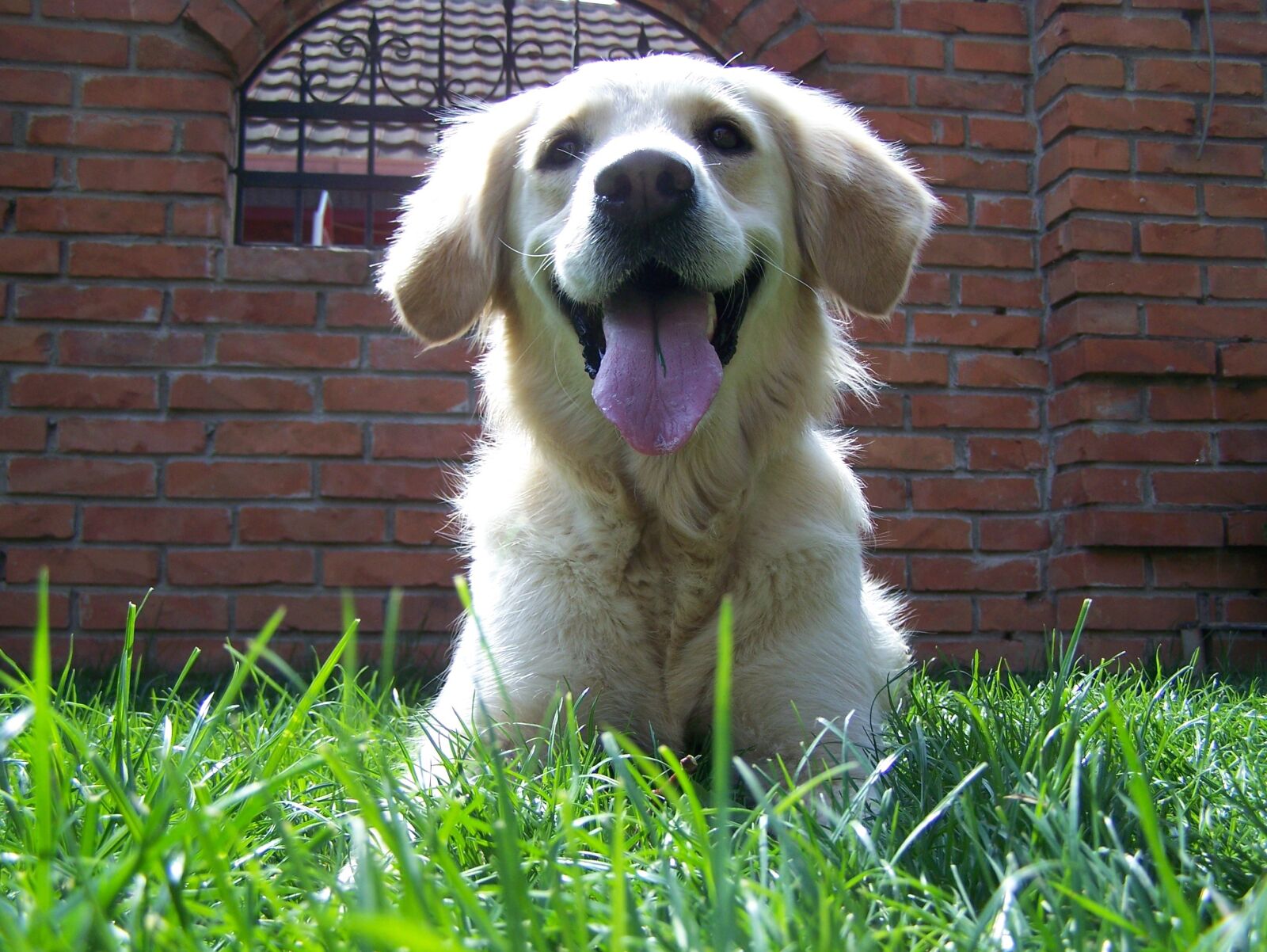 Kodak Z650 ZOOM DIGITAL CAMERA sample photo. Retriever, smile, tongue photography