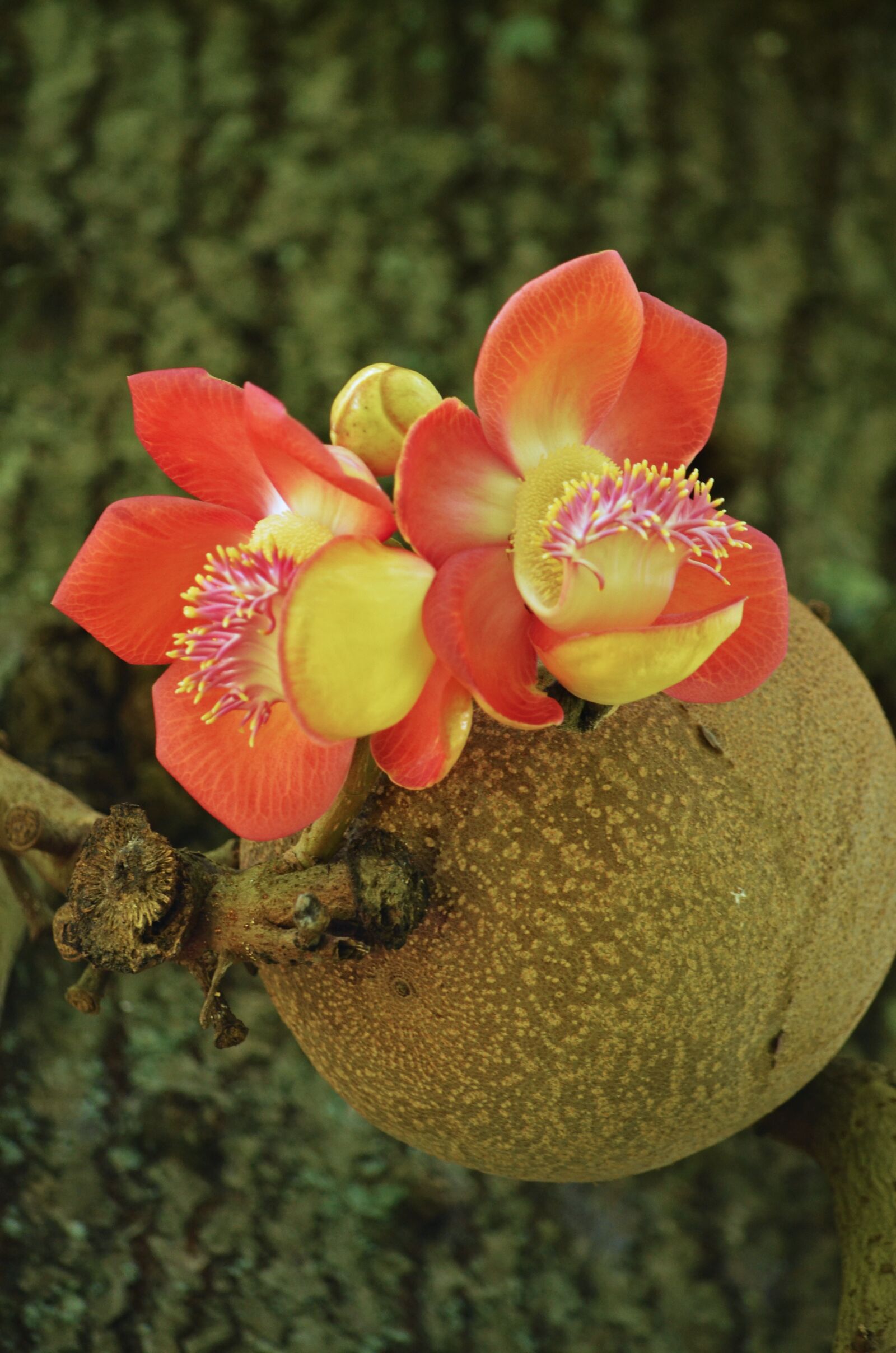 Nikon D5100 sample photo. Flower, bloom, fruit photography