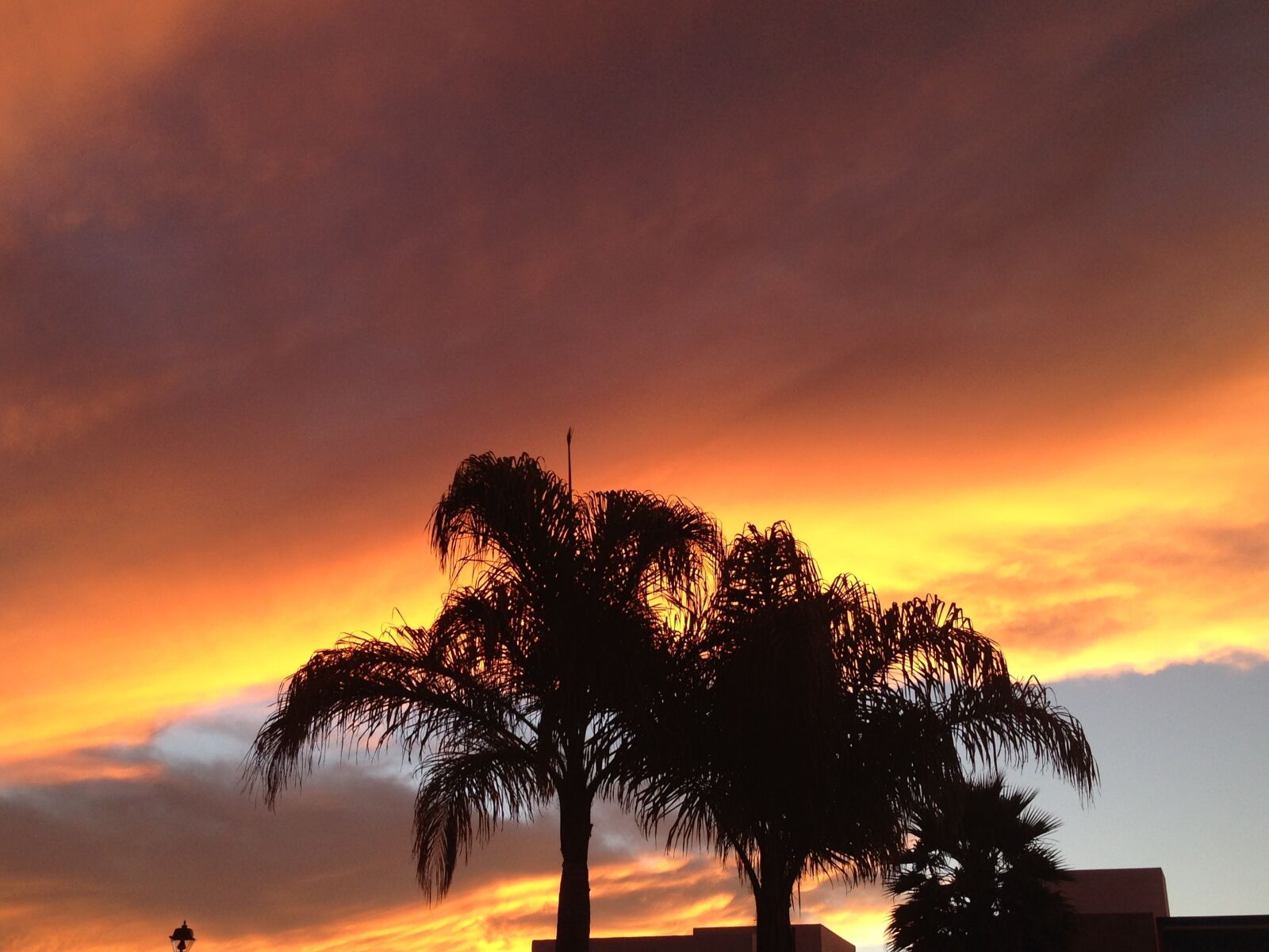 iPhone 5 back camera 4.12mm f/2.4 sample photo. Palms, clouds, sky photography