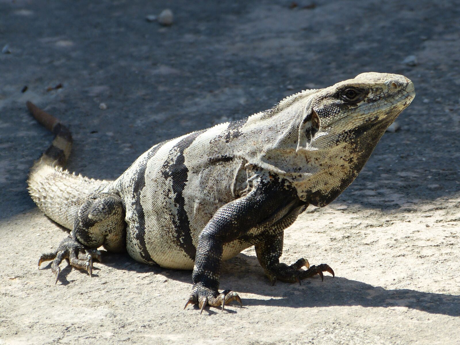 Panasonic Lumix DMC-FZ150 sample photo. Stone iguana, iguana, mexico photography
