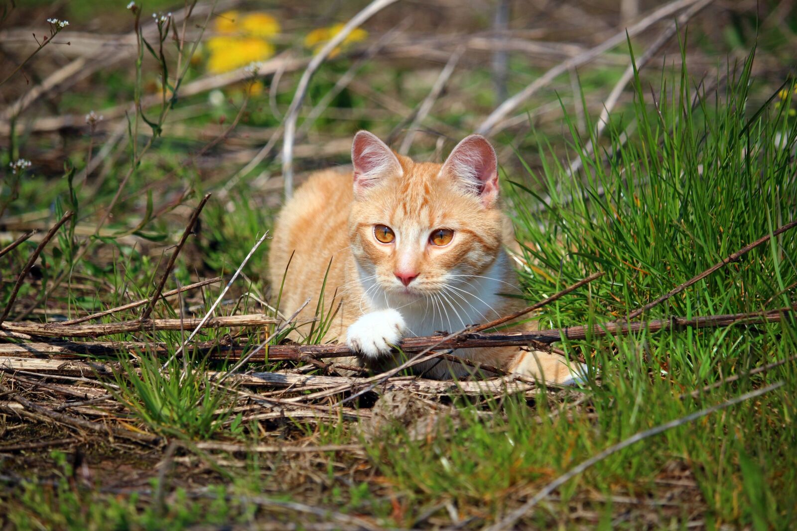 Canon EOS 100D (EOS Rebel SL1 / EOS Kiss X7) sample photo. Cat, kitten, mieze photography