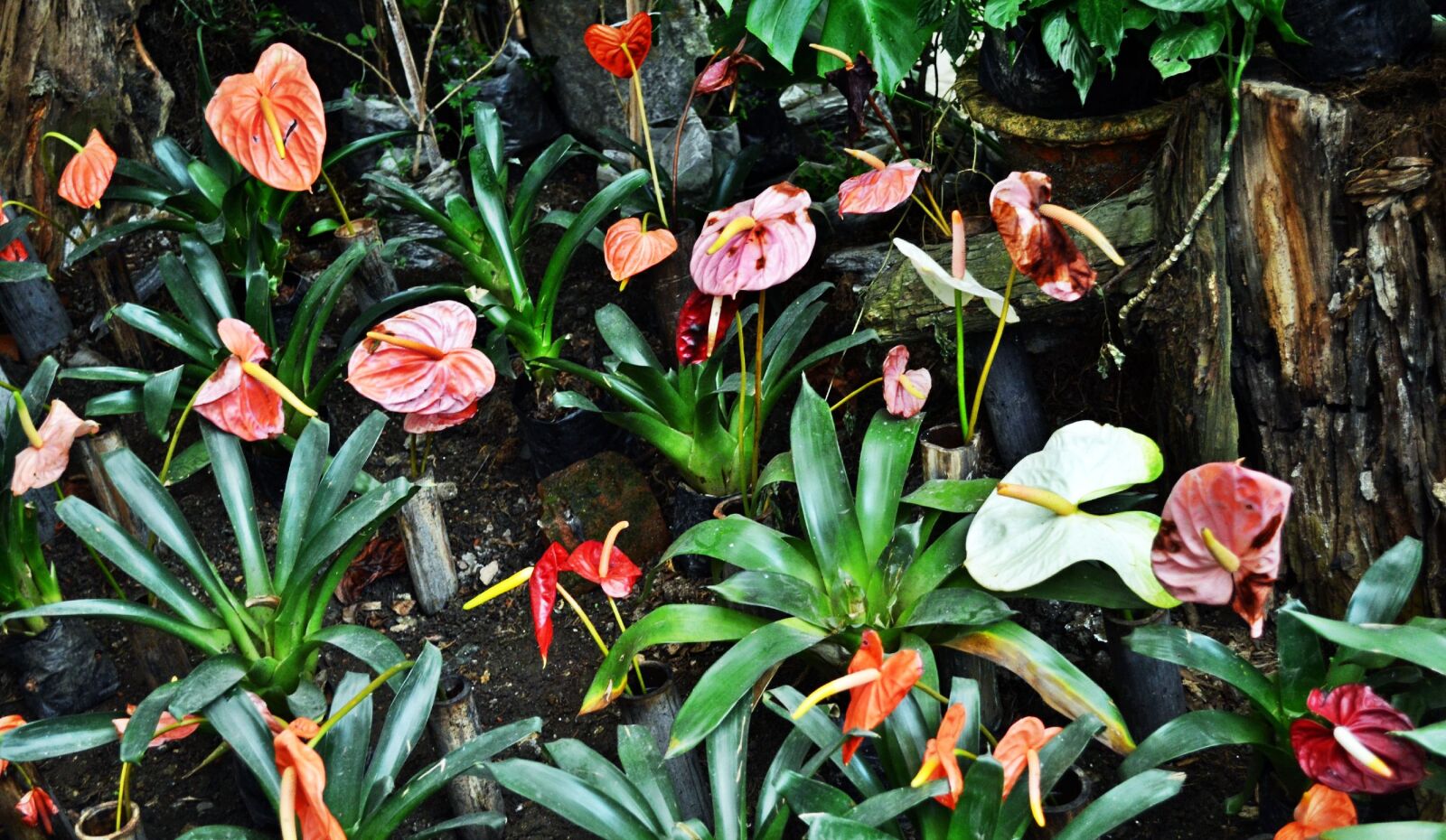 Nikon D5100 sample photo. Beautiful, flowers photography