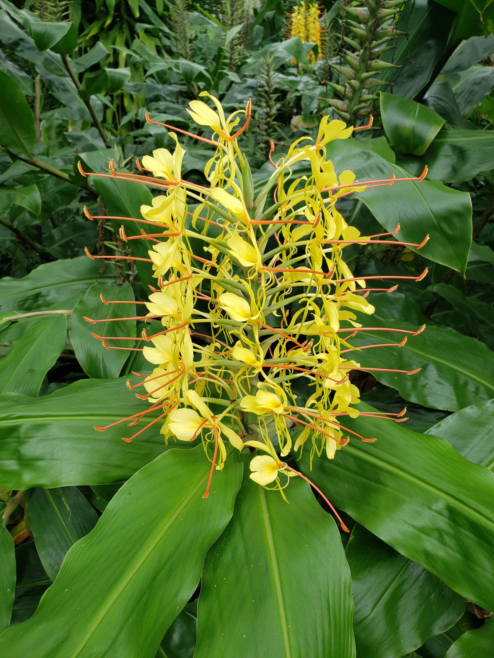 Samsung Galaxy S9+ sample photo. Flower, nature, yellow photography