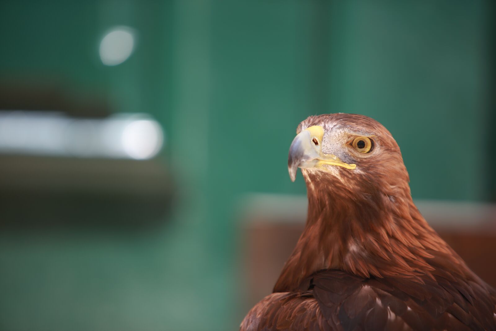 Canon EF 70-200mm F2.8L IS USM sample photo. Eagle, bird, bird of photography
