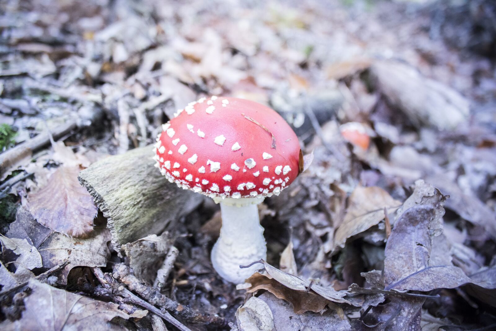 Canon EOS 600D (Rebel EOS T3i / EOS Kiss X5) sample photo. Fungus, red mushroom, white photography