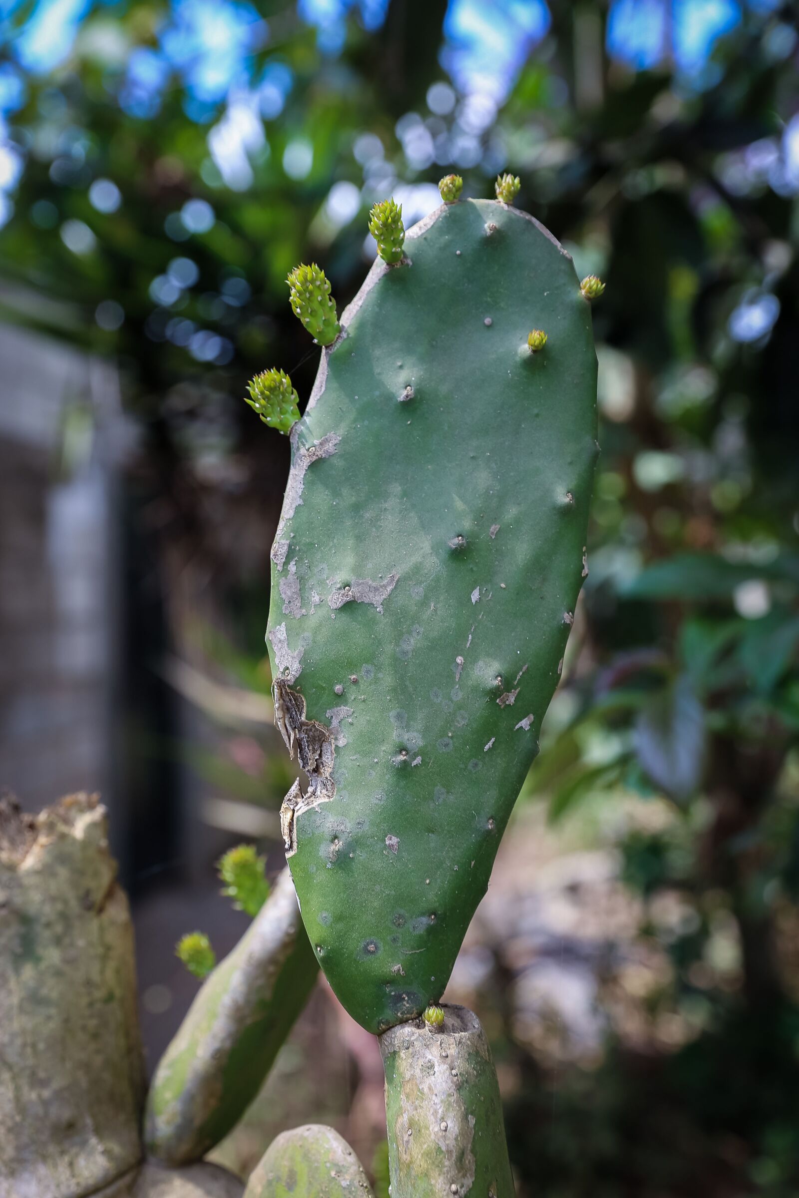 Canon EOS 6D sample photo. Cactus, guatemala, hot photography