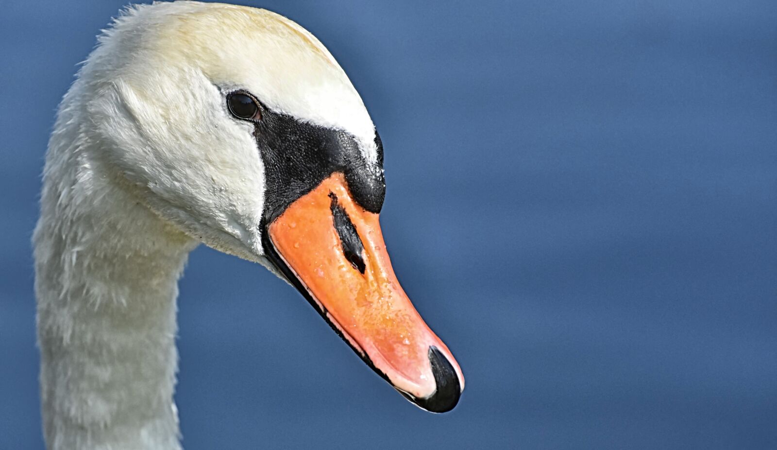 Nikon D7200 sample photo. Swan, elegant, noble photography