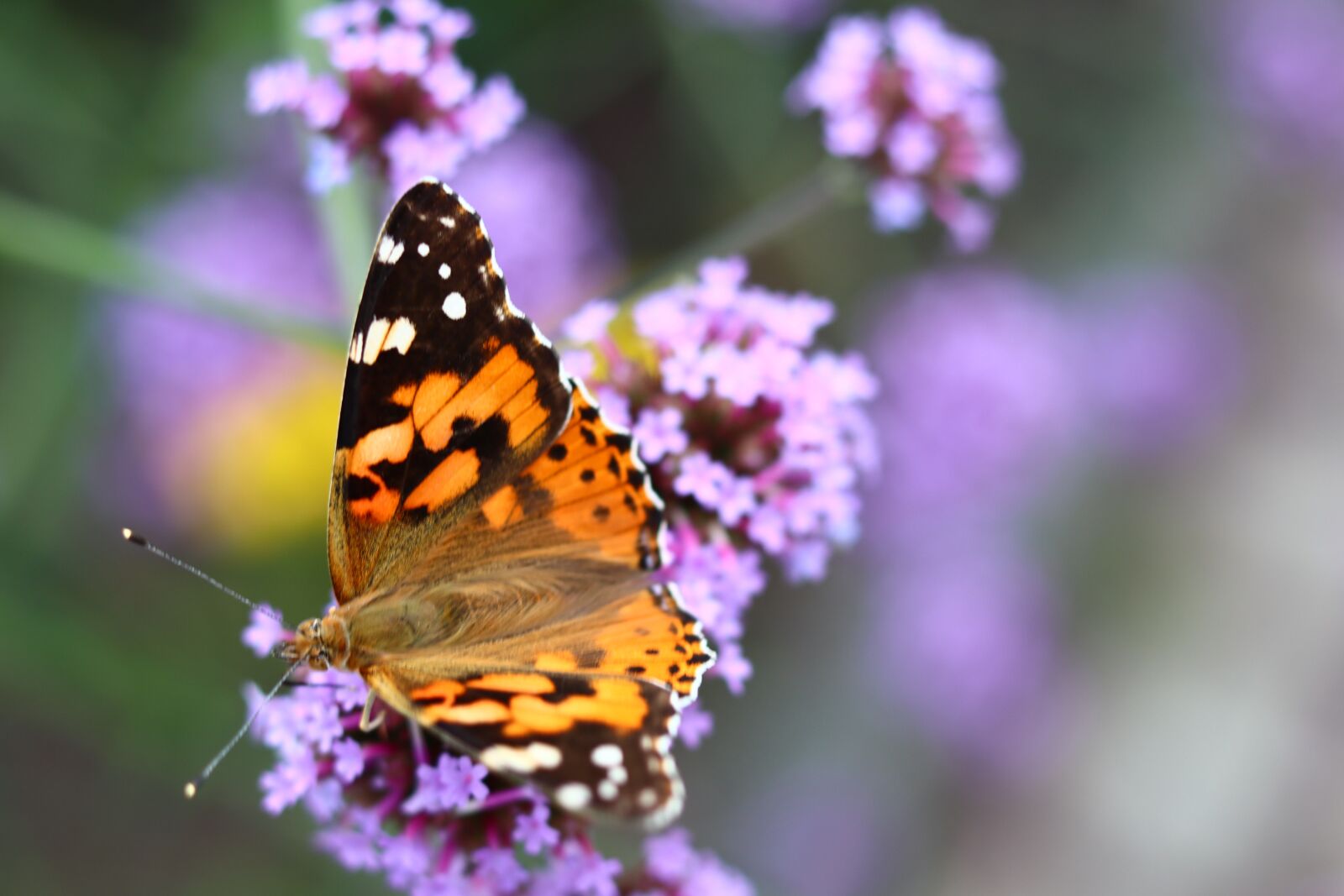 Canon EOS M50 (EOS Kiss M) sample photo. Flower, butterfly, summer photography