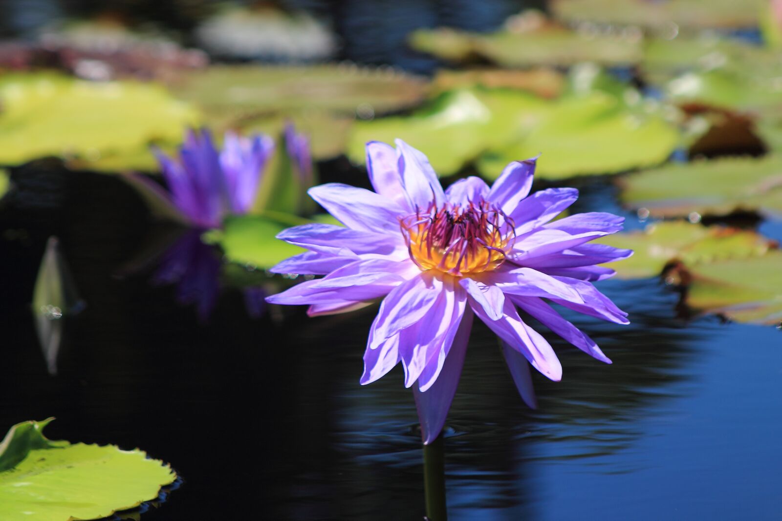 Canon EOS 1100D (EOS Rebel T3 / EOS Kiss X50) + Canon EF 75-300mm f/4-5.6 sample photo. Waterlily, lavender, purple photography