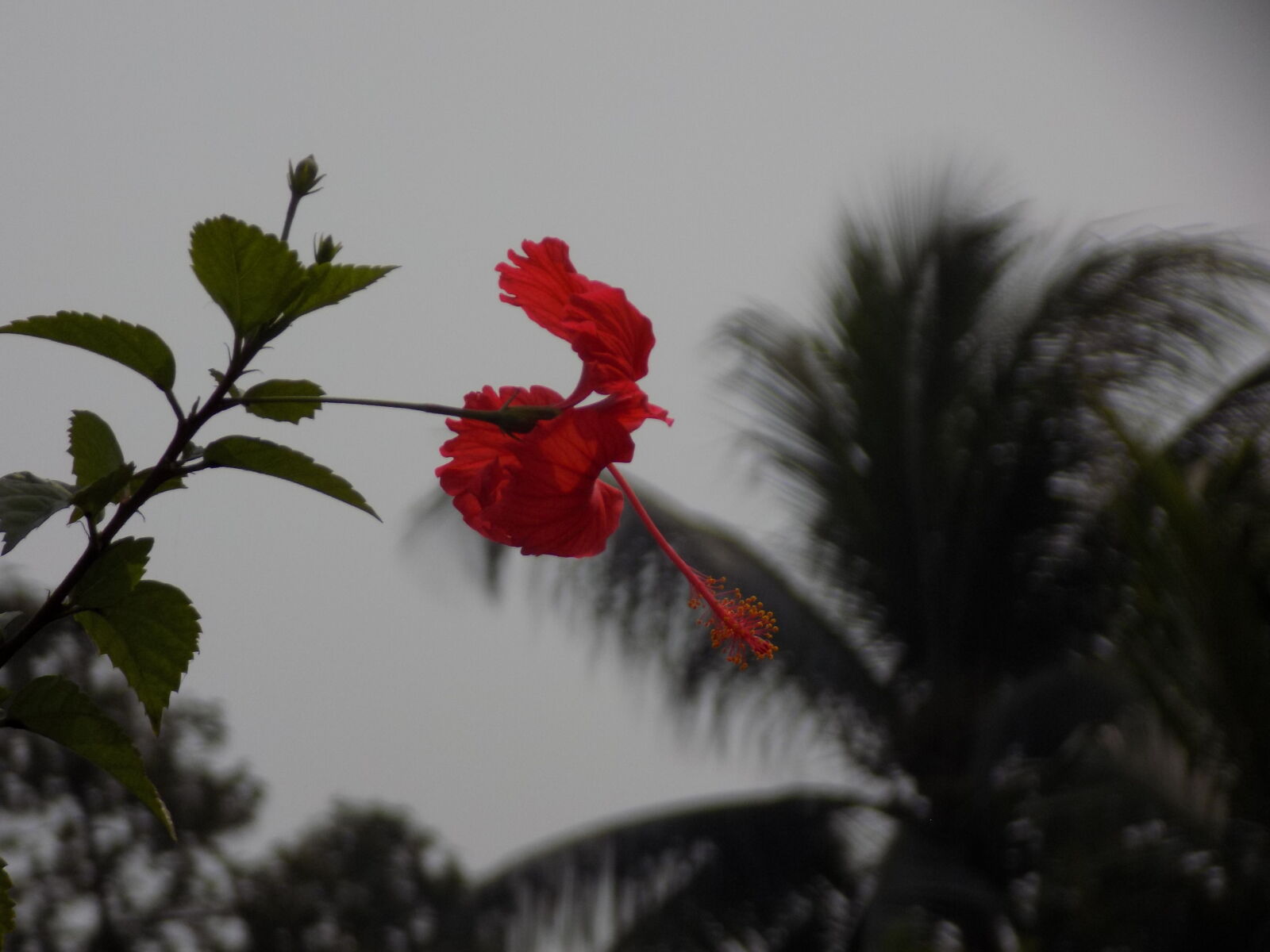 Nikon COOLPIX L330 sample photo. Beautiful, flowers, macro, photography photography