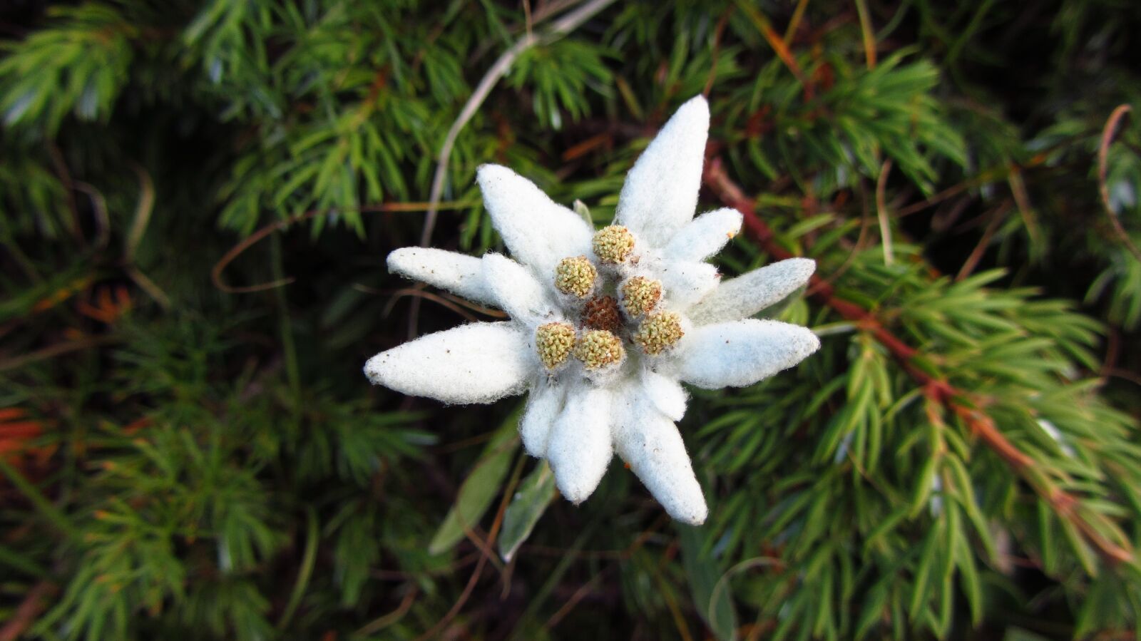 Canon PowerShot SX230 HS sample photo. Alpine star, mountain flowers photography