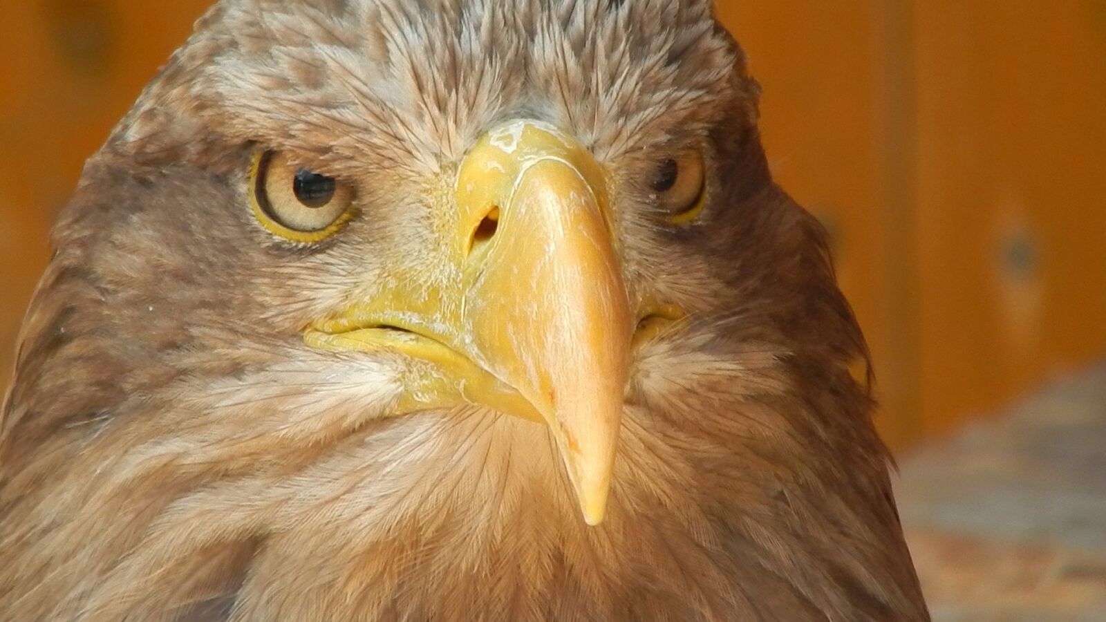 Nikon Coolpix L830 sample photo. Eagle, predator, beak photography