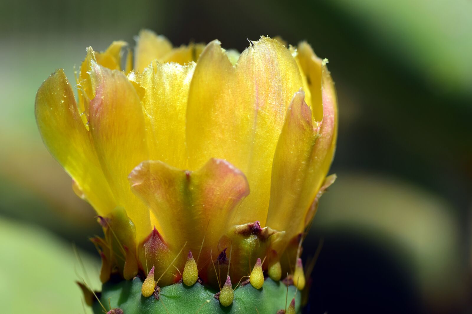 Nikon D3300 sample photo. Flower, blossom, bloom photography