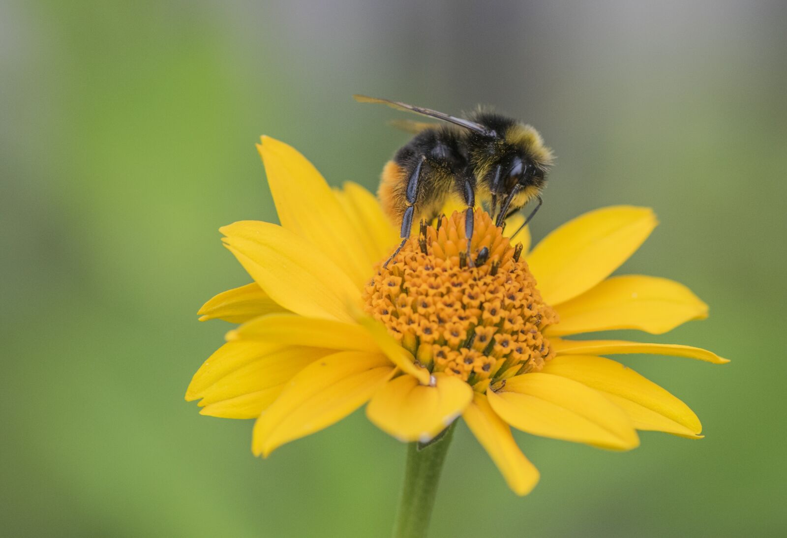 Nikon D5300 sample photo. Nature, bee, insect photography