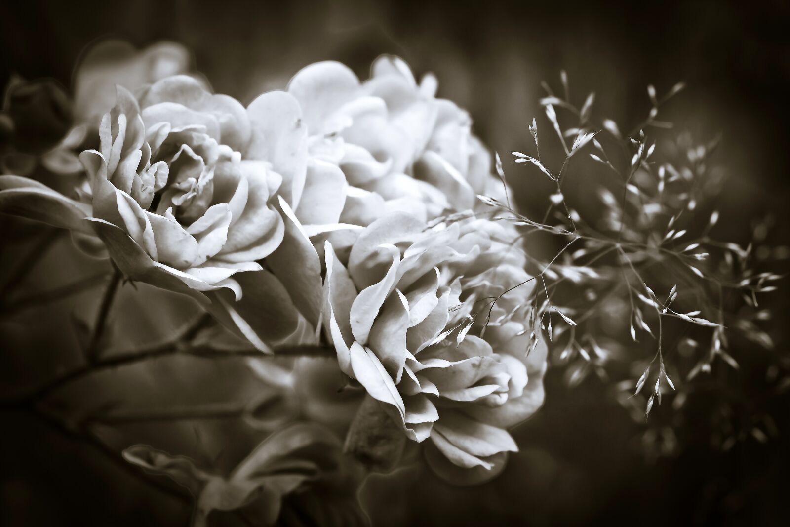 Olympus OM-D E-M10 sample photo. Roses, flower, blossom photography
