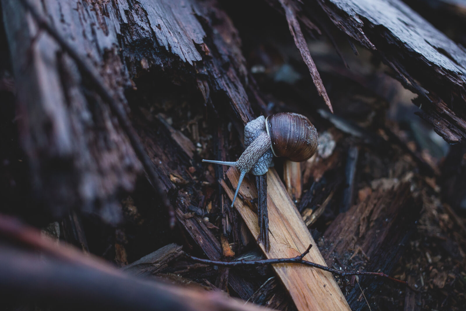 Canon EF 40mm F2.8 STM sample photo. Close, up, crawling, daylight photography