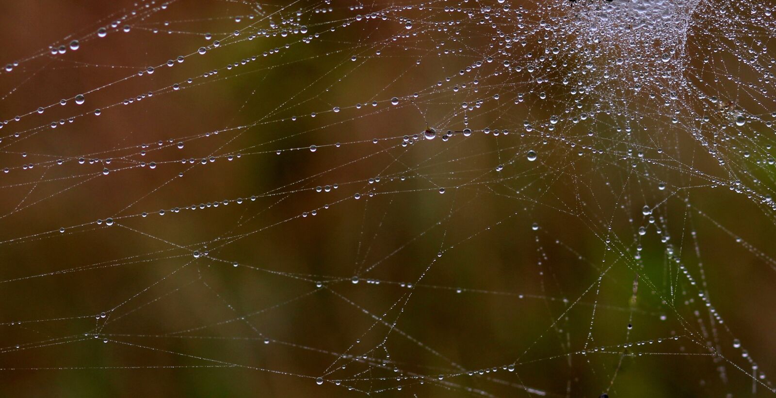 Canon EOS 700D (EOS Rebel T5i / EOS Kiss X7i) + Canon EF 85mm F1.8 USM sample photo. Spider web, drops, dew photography