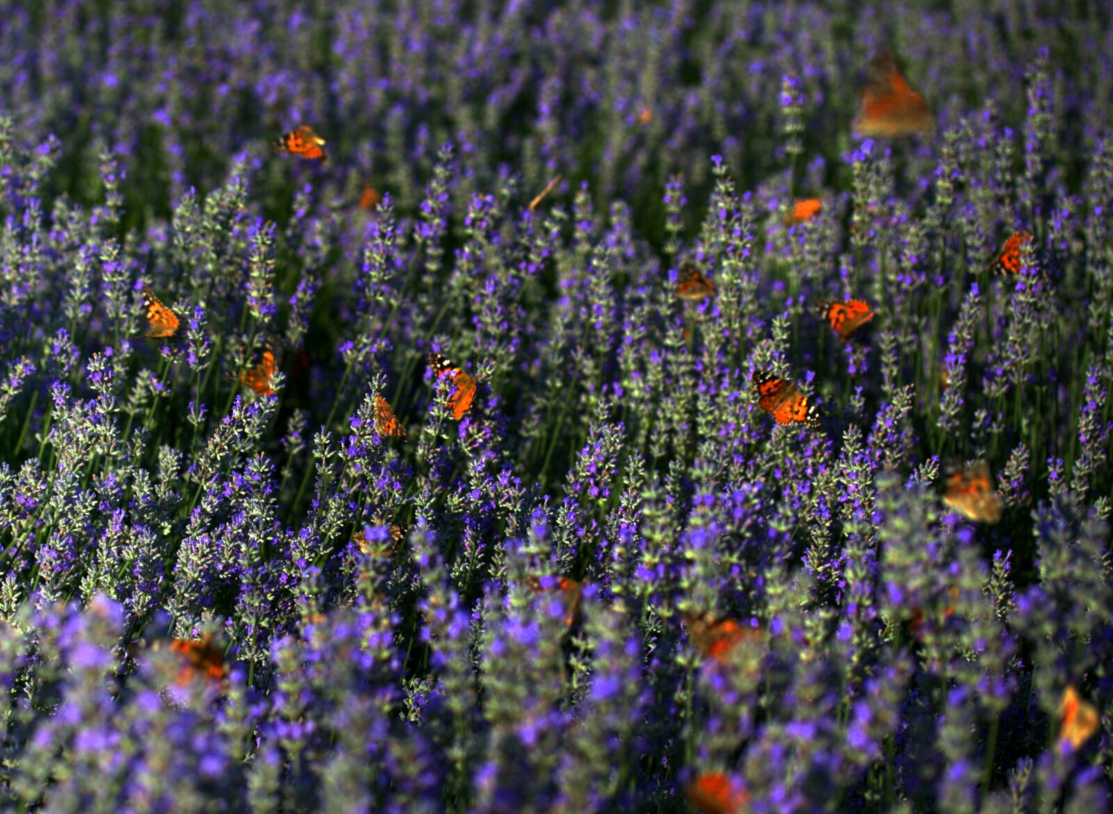 Canon EOS 7D Mark II + Canon EF-S 60mm F2.8 Macro USM sample photo. Lavender, butterflies, supplies photography