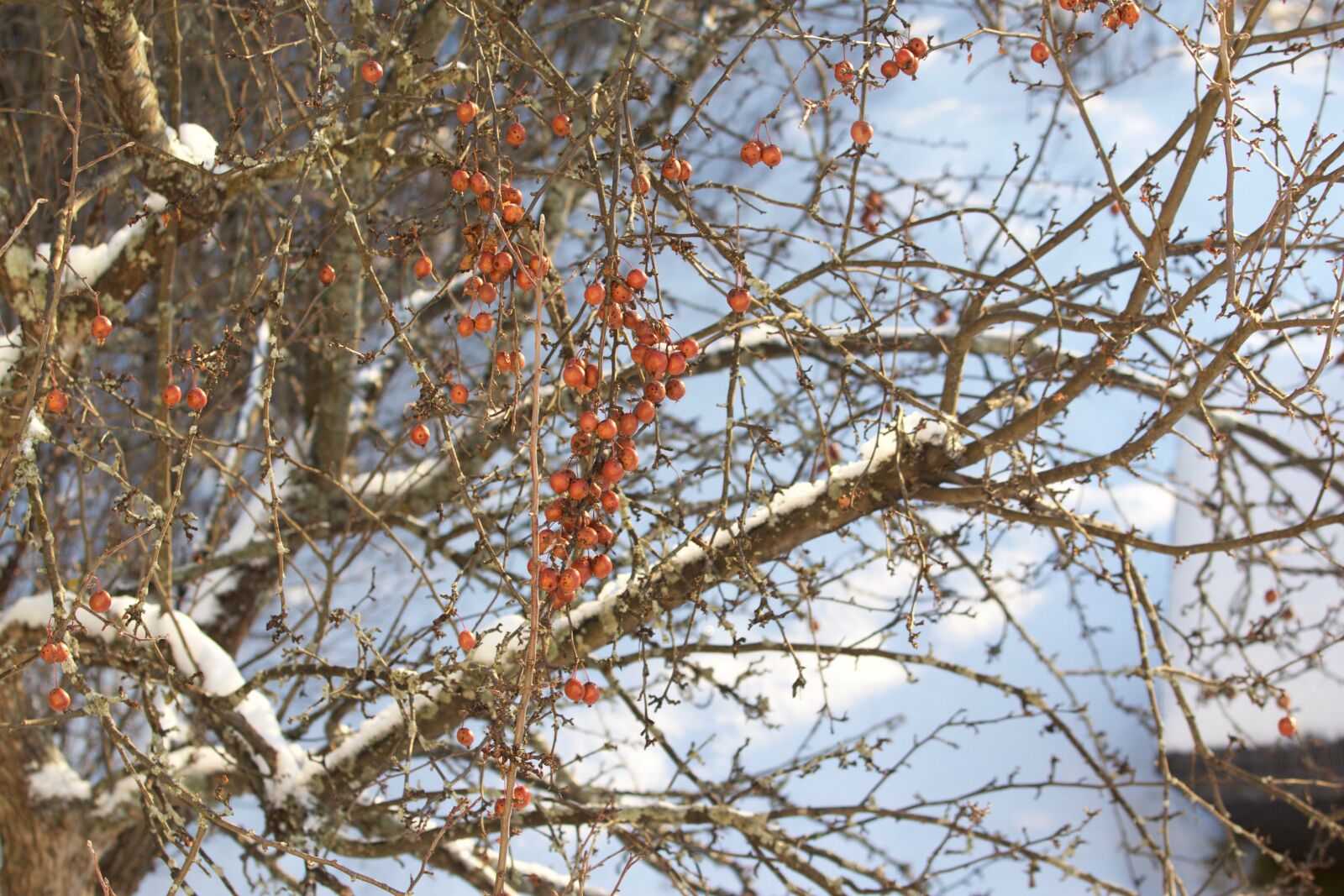 Canon EOS 60D sample photo. Tree, apple, fruit tree photography