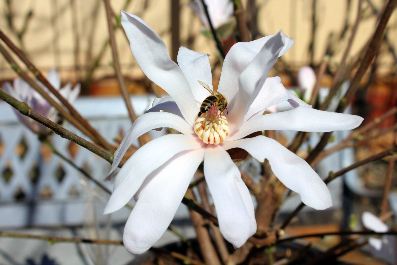 Canon EOS 1200D (EOS Rebel T5 / EOS Kiss X70 / EOS Hi) sample photo. Magnolia, flower, insect photography
