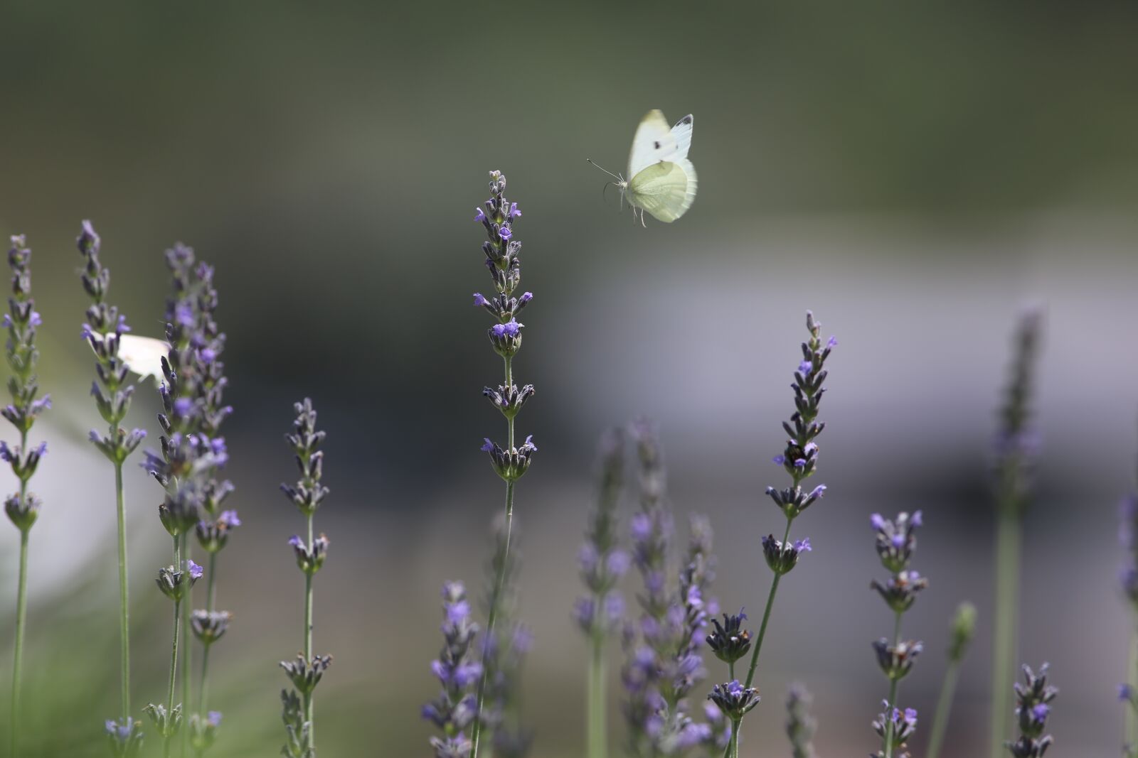 Canon EOS 5D Mark III + Canon EF 400mm F5.6L USM sample photo. Nature, butterfly, lavender photography