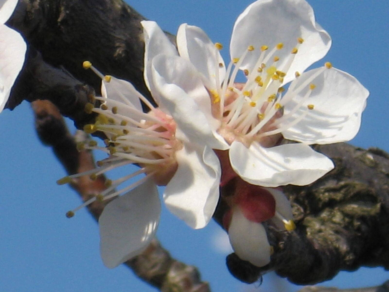 Canon POWERSHOT A550 sample photo. Blossom, march, spring, tree photography