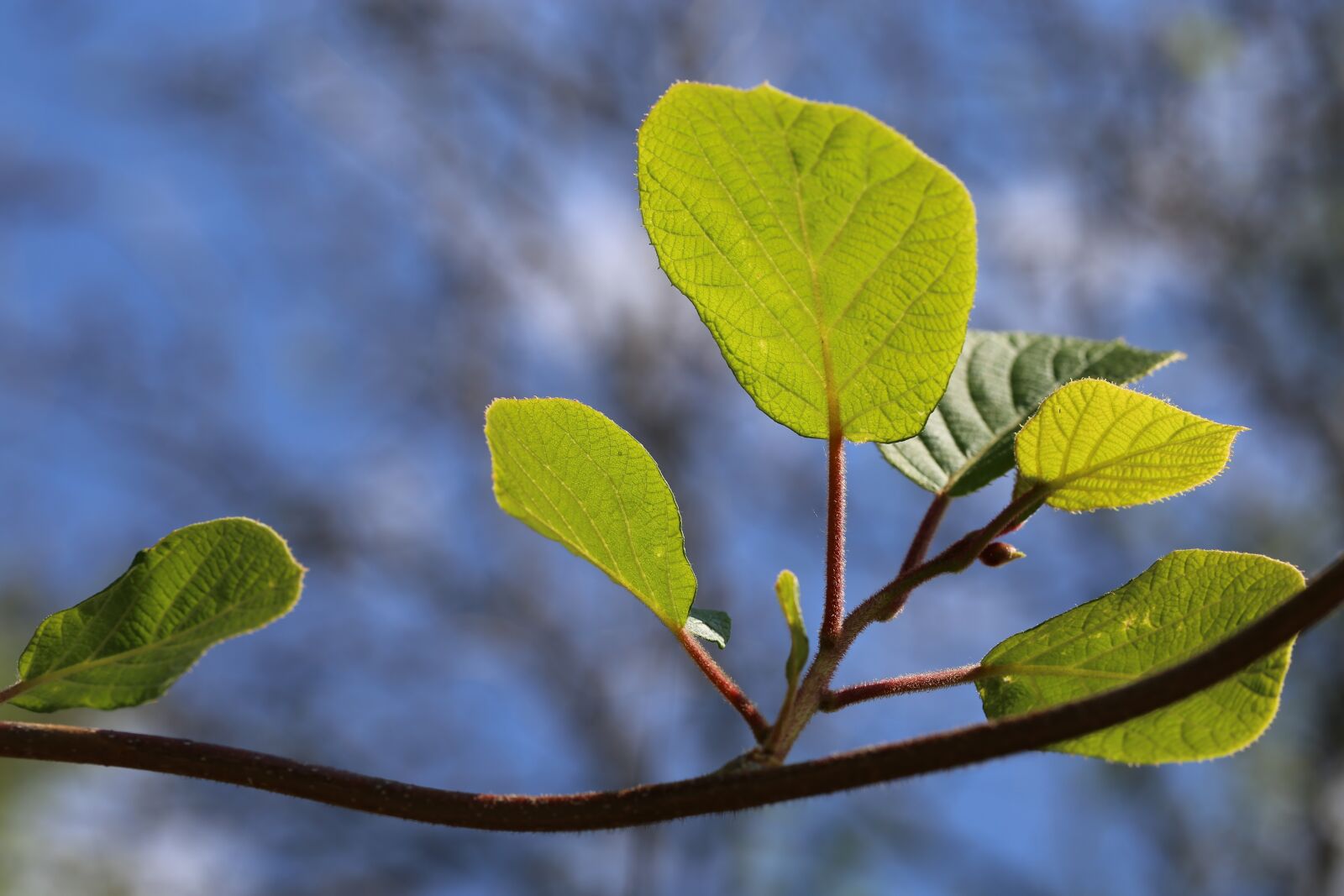 Canon EF 100mm F2.8L Macro IS USM sample photo. Kiwi leaf, leaves, branch photography