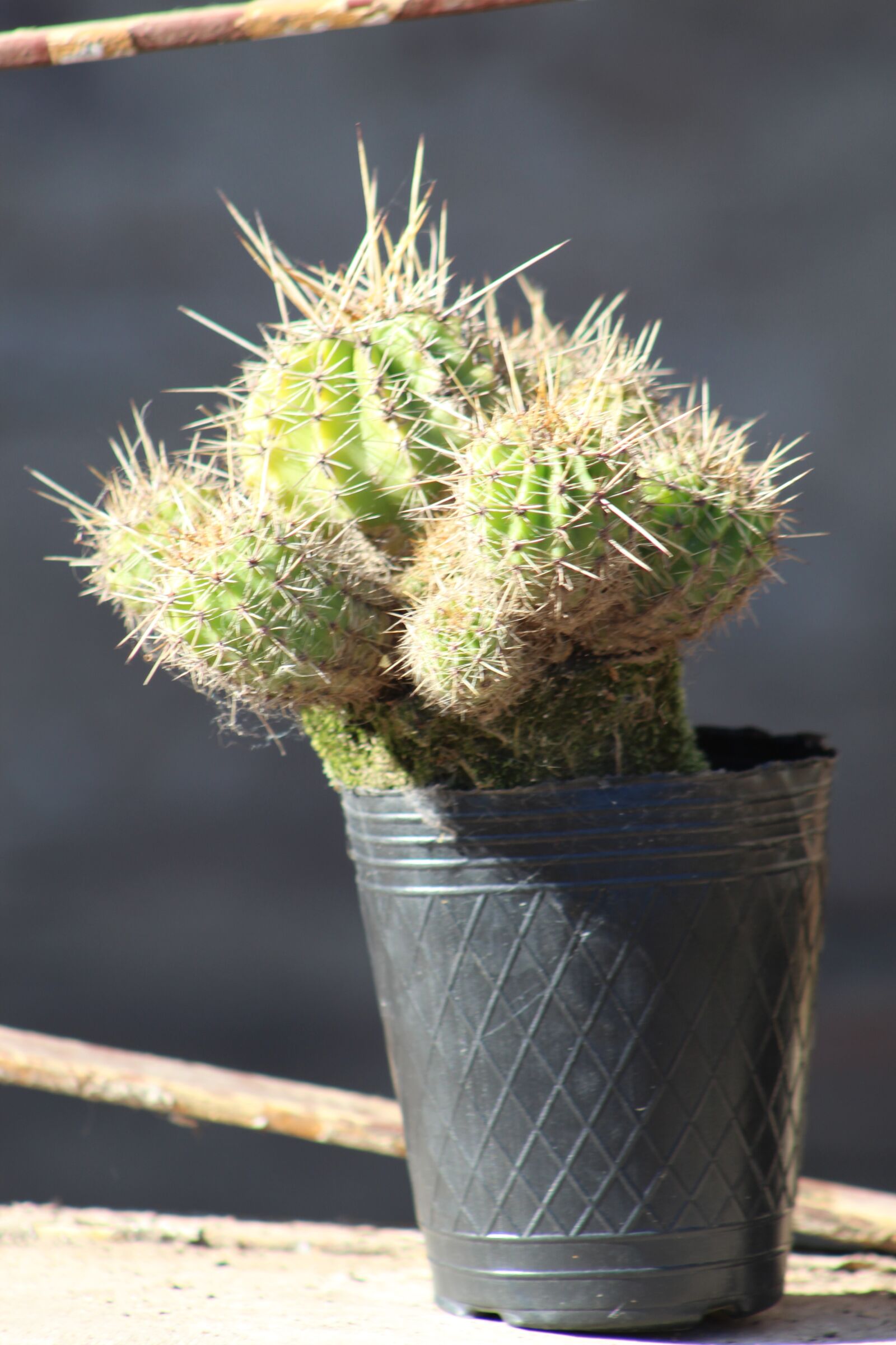 Canon EOS 1300D (EOS Rebel T6 / EOS Kiss X80) + Canon EF75-300mm f/4-5.6 sample photo. Cactus, of, good photography
