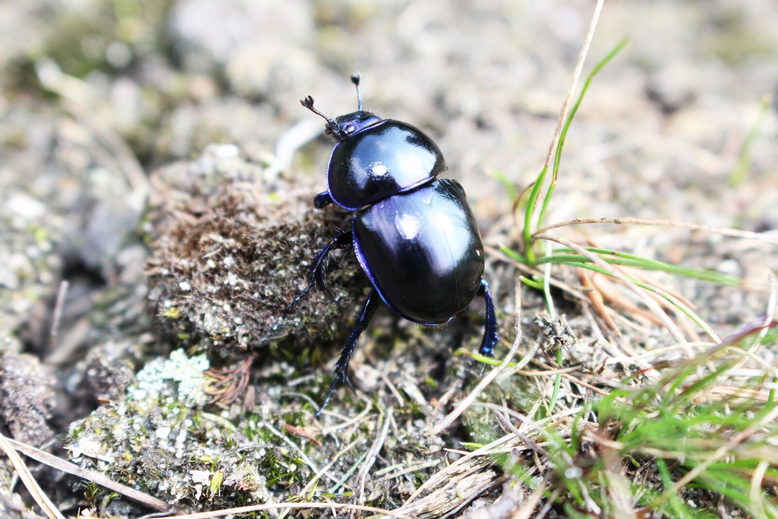 Canon EOS 700D (EOS Rebel T5i / EOS Kiss X7i) sample photo. Earth-boring dung beetle, bug photography